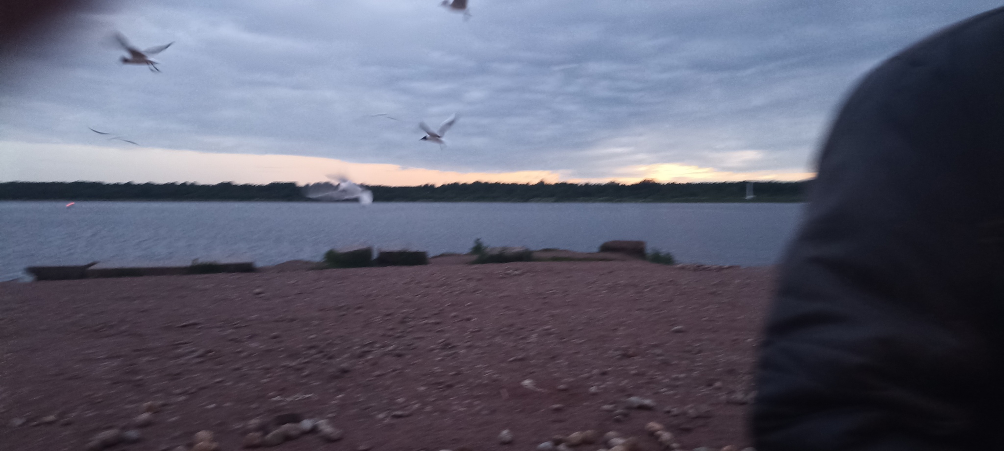 Neva, June 16 - Neva, Seagulls, River, Morning, Longpost