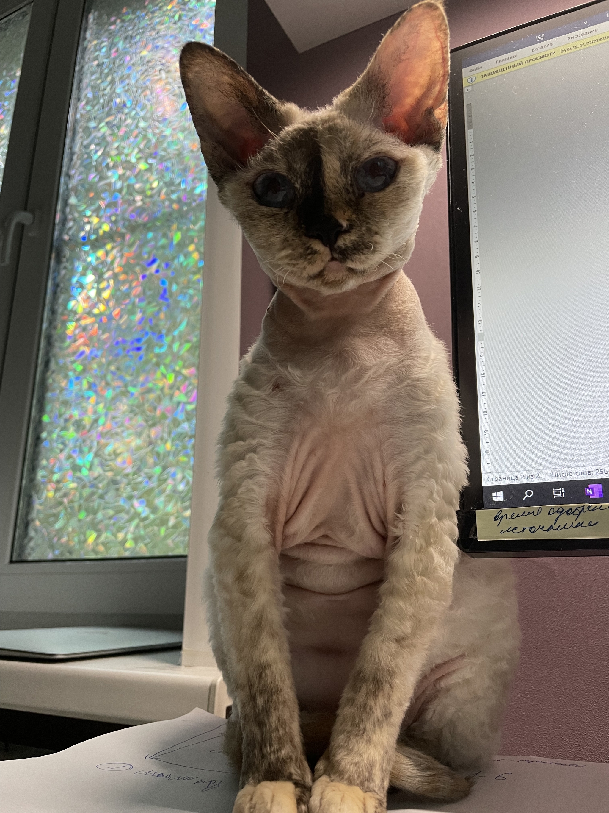 At work - My, cat, Devon Rex, Work, Dream