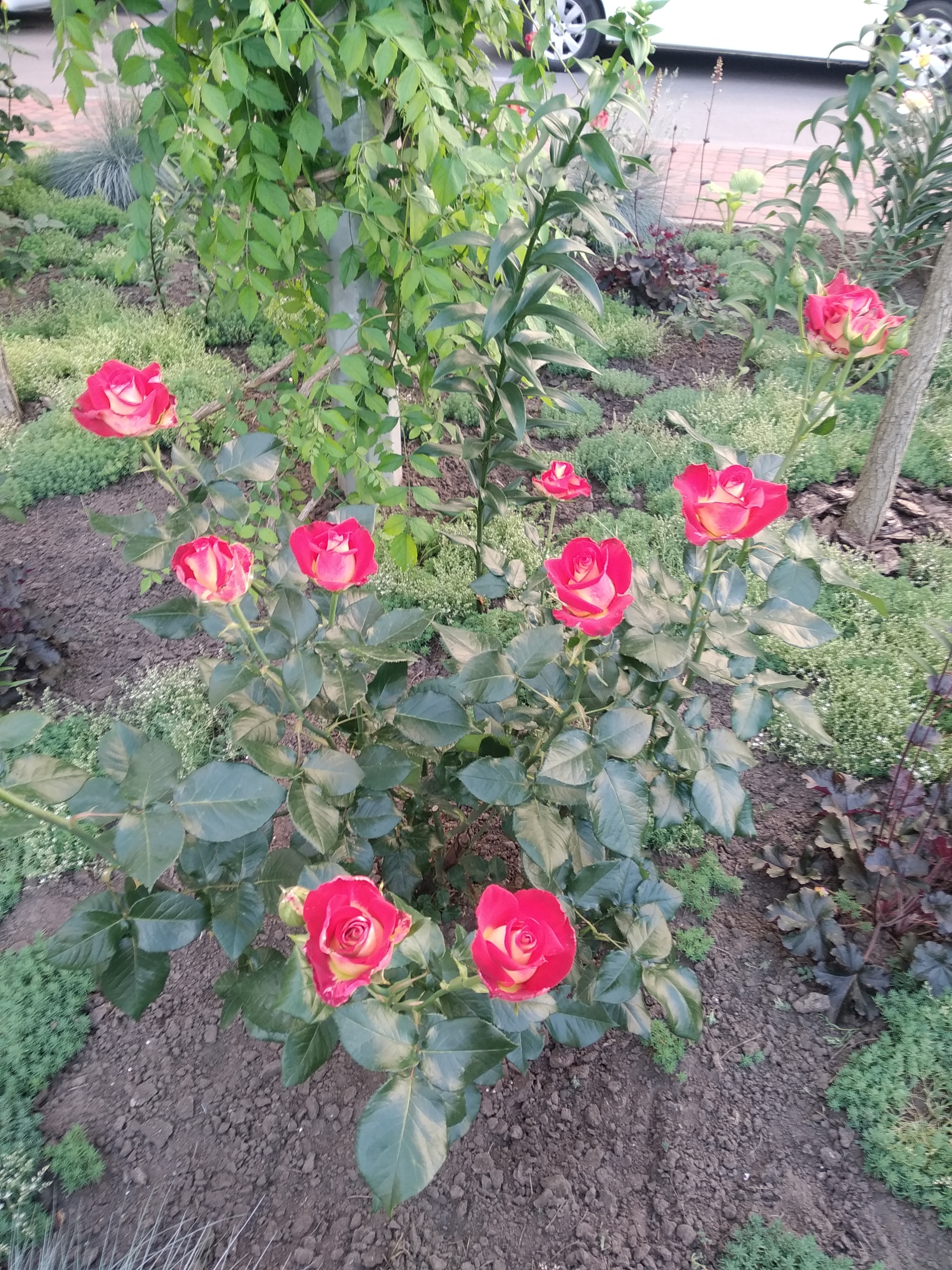 Roses under the porch - My, the Rose, Flower bed, Mobile photography, Longpost