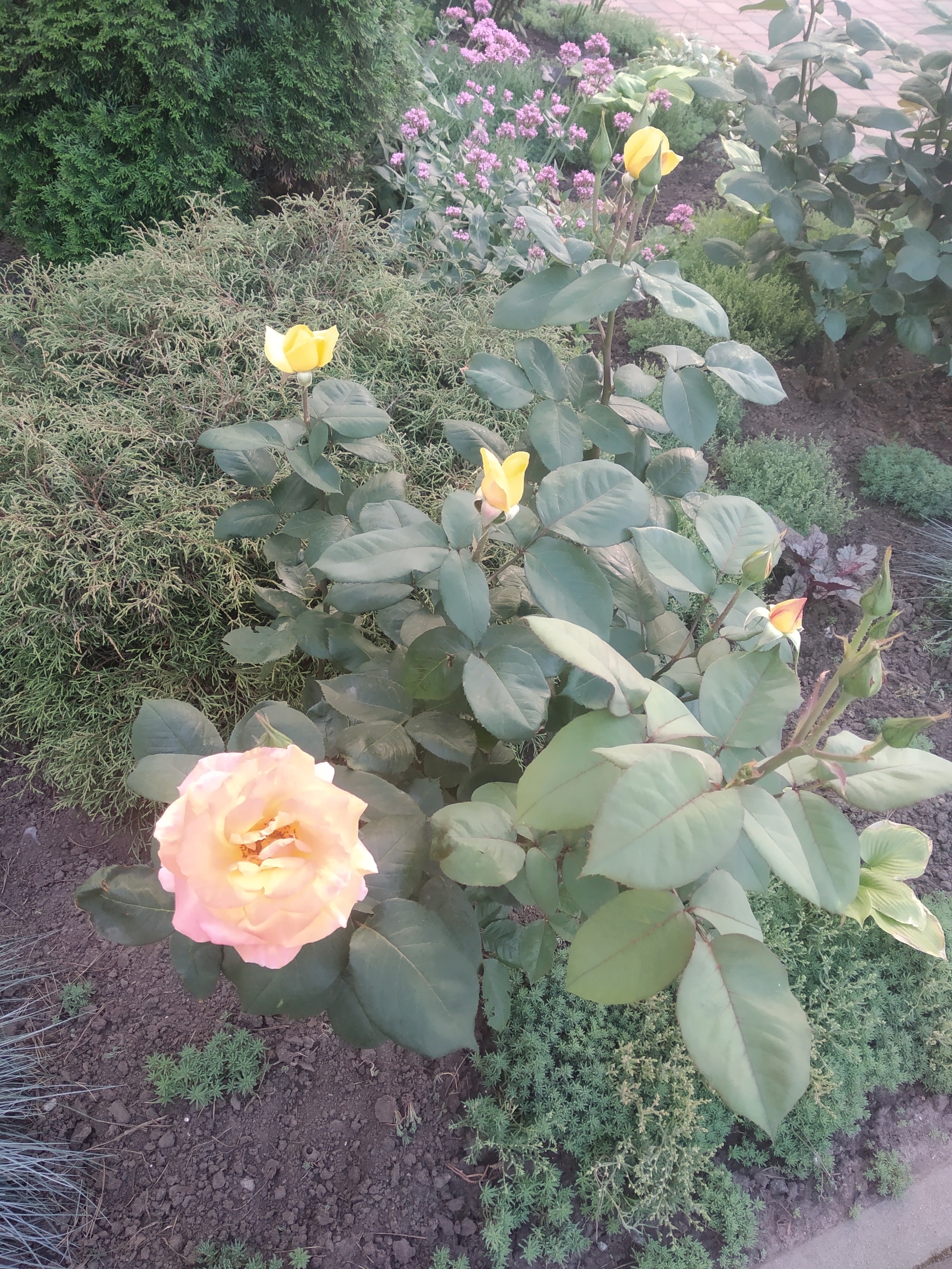 Roses under the porch - My, the Rose, Flower bed, Mobile photography, Longpost