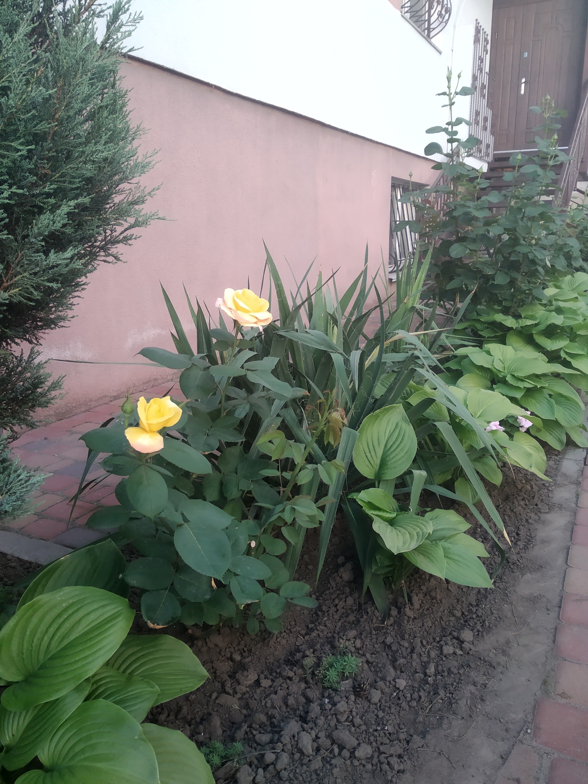 Roses under the porch - My, the Rose, Flower bed, Mobile photography, Longpost