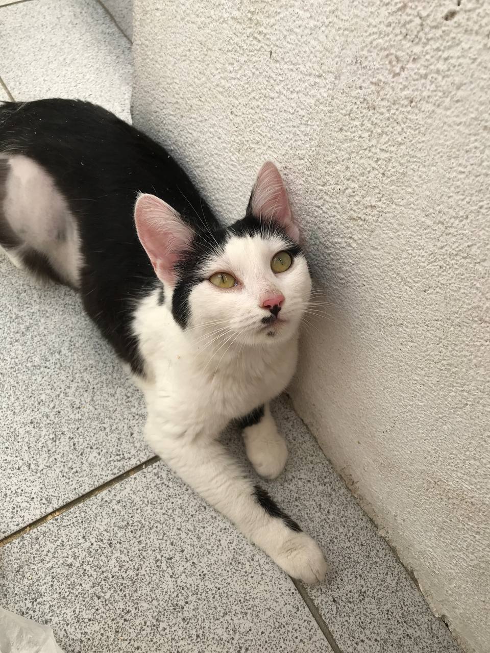 Found a cat, Moscow. Looking for a home or shelter - My, Lost, Homeless animals, In good hands, Helping animals, Animal Rescue, Animals, Pets, cat, Video, Vertical video, Longpost, The strength of the Peekaboo, Found a cat, Overexposure, No rating