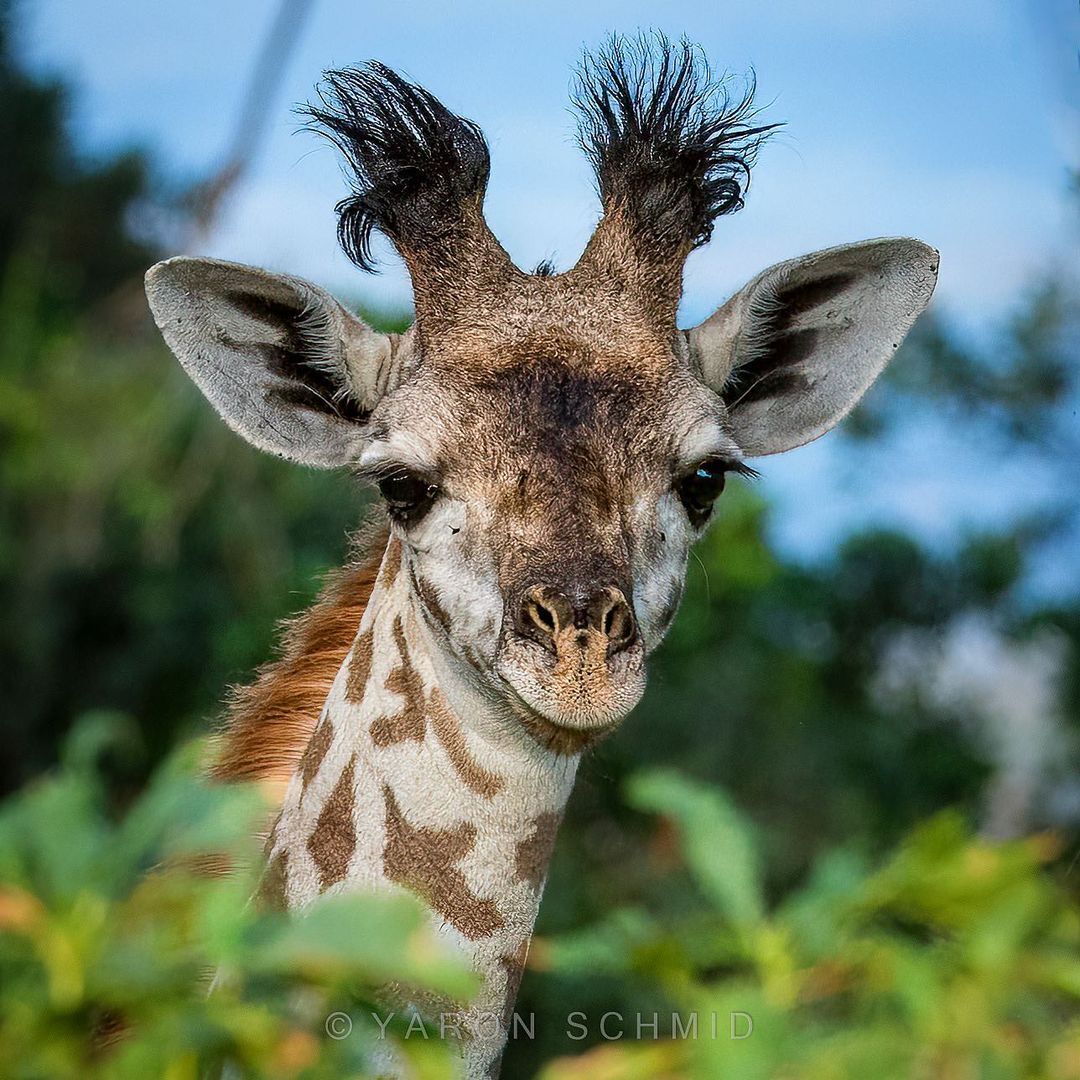 Baby - Giraffe, Artiodactyls, Young, Rare view, Wild animals, wildlife, Africa, The photo