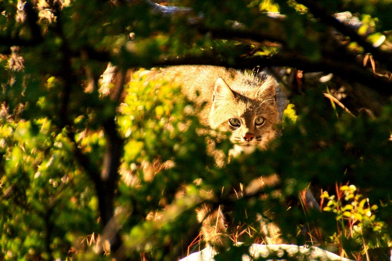 pampas cat - Pampas Cat, Small cats, Cat family, Predatory animals, Wild animals, wildlife, South America, The photo