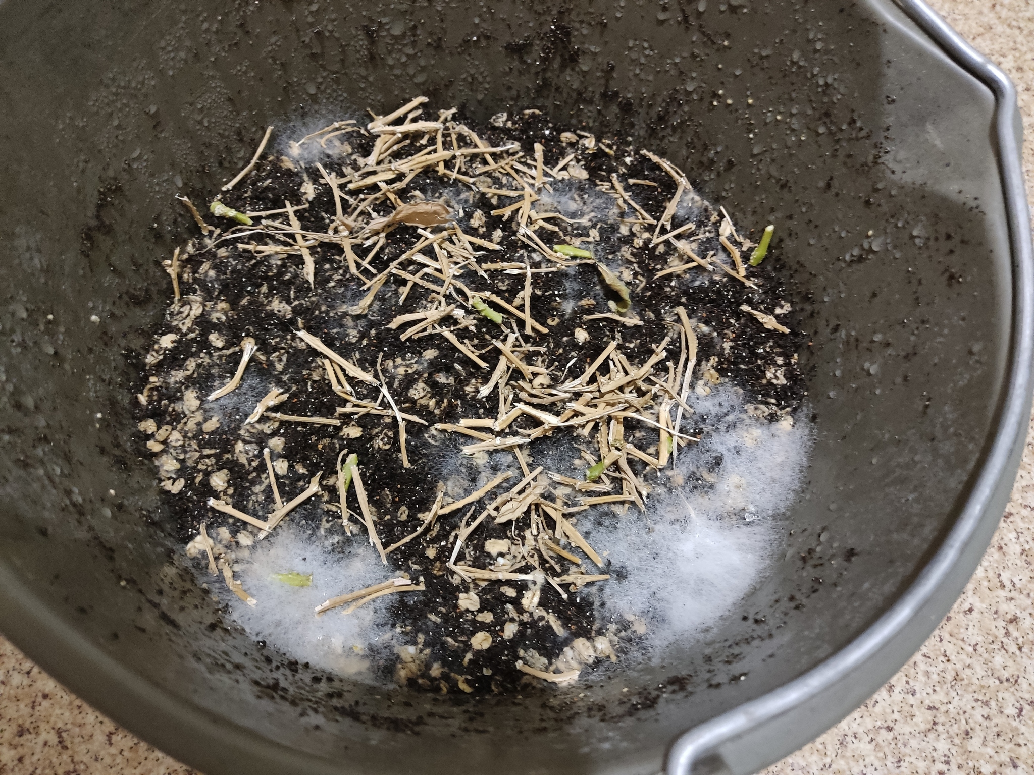 home compost - My, Mycelium, Substratum, Experiment, Longpost