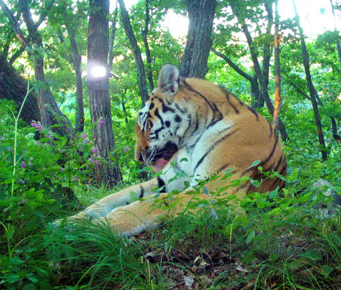 You have to wash your face in the mornings and evenings! - Amur tiger, Washing, beauty of nature, National park, Land of the Leopard, Tiger, Big cats, Primorsky Krai, Cat family, Predatory animals, wildlife, Phototrap, The photo, Longpost