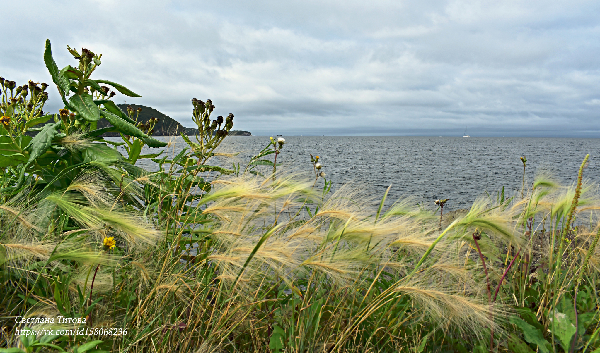 Mokhryushki at the seagull ... - My, Vladivostok, The photo, Primorsky Krai, Дальний Восток, Japanese Sea, Sea, Plants