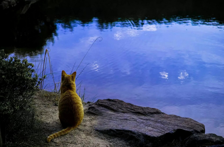 By the pond - cat, The photo