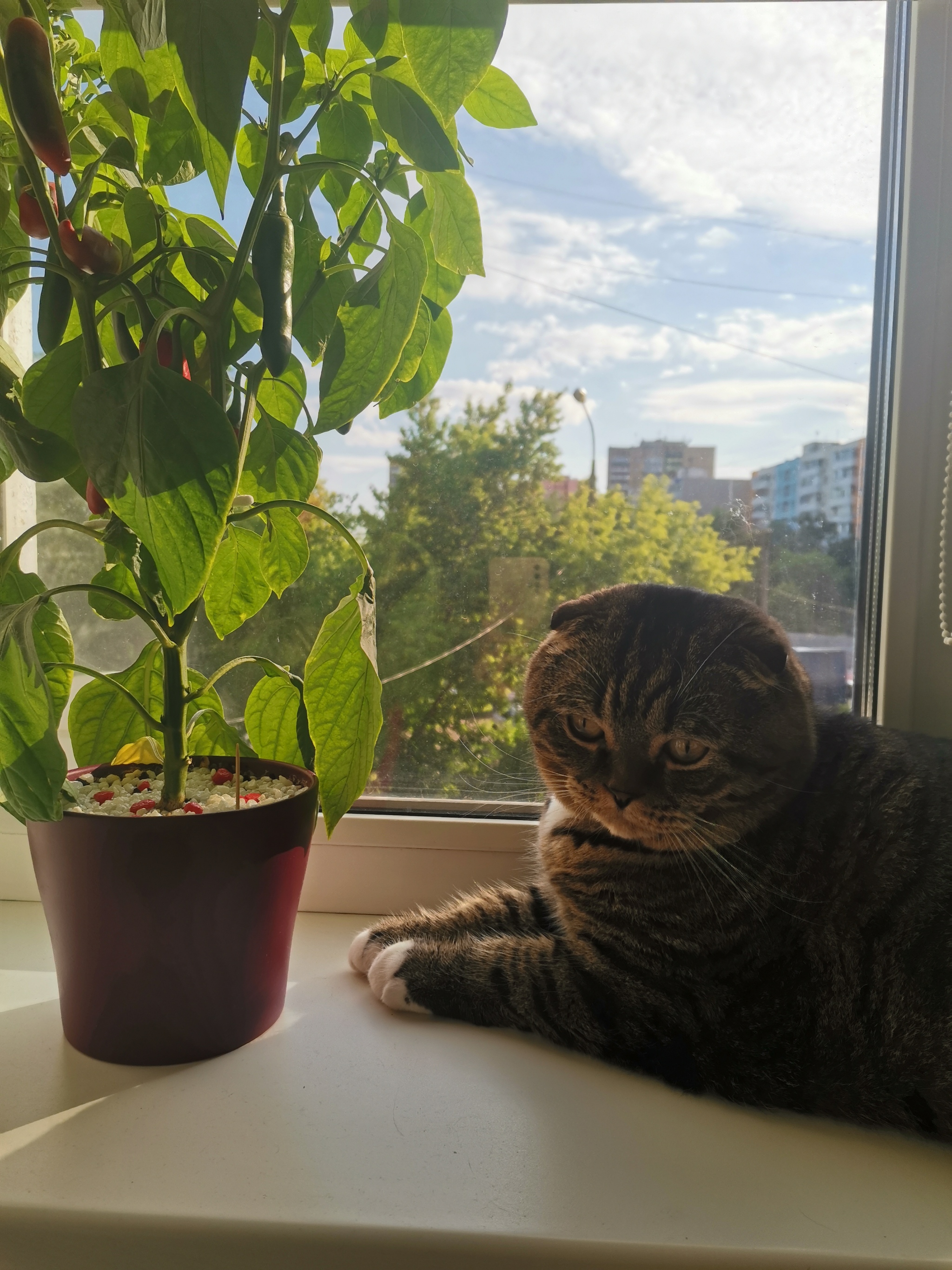 mustachioed agronomist - My, cat, Scottish lop-eared