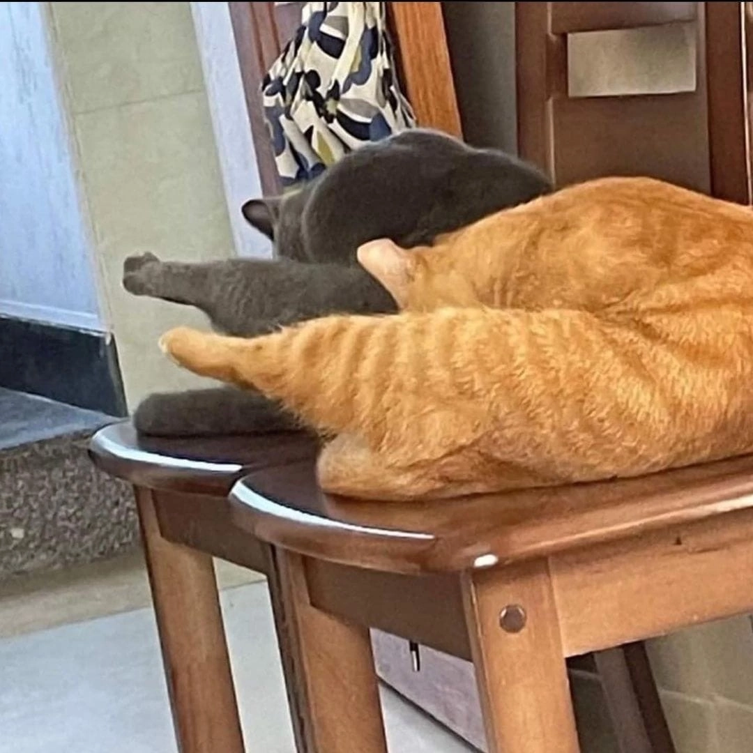 Synchronous hoba - cat, Hoba, Longpost