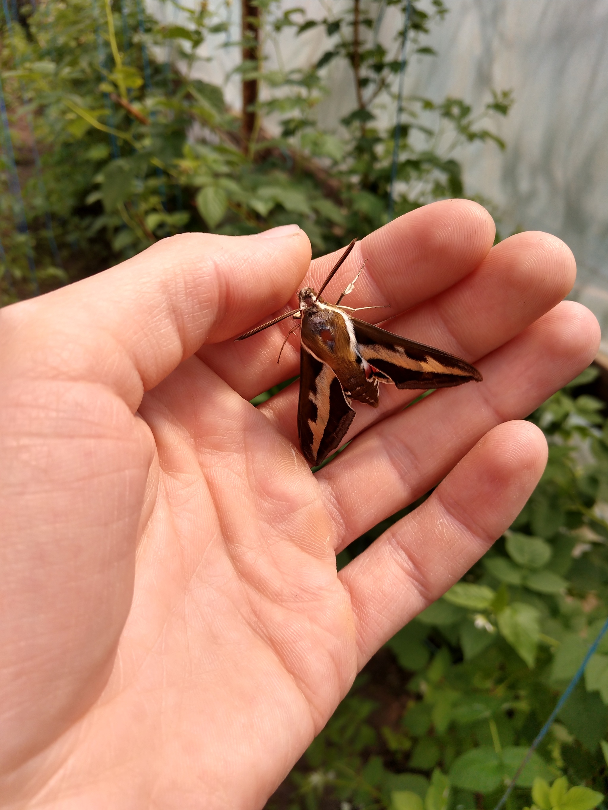 The moth flew into the greenhouse - My, Butterfly, Hawk, Weevil, Turtle, Bog turtle, Nature, Reptiles, Photo on sneaker, Chernihiv, Insects, Longpost