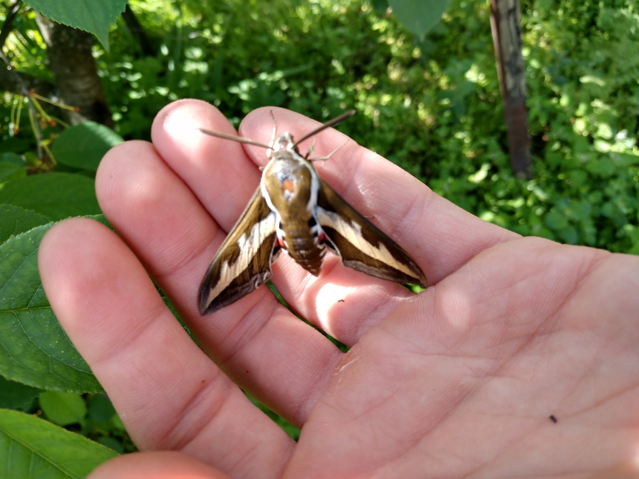 The moth flew into the greenhouse - My, Butterfly, Hawk, Weevil, Turtle, Bog turtle, Nature, Reptiles, Photo on sneaker, Chernihiv, Insects, Longpost