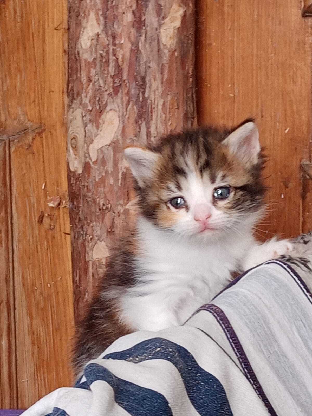 Кошка родила на даче котят. Кошку я стерилизую. ОЧЕНЬ нужен дом котятам. Им  1 месяц. СПБ и ЛО | Пикабу