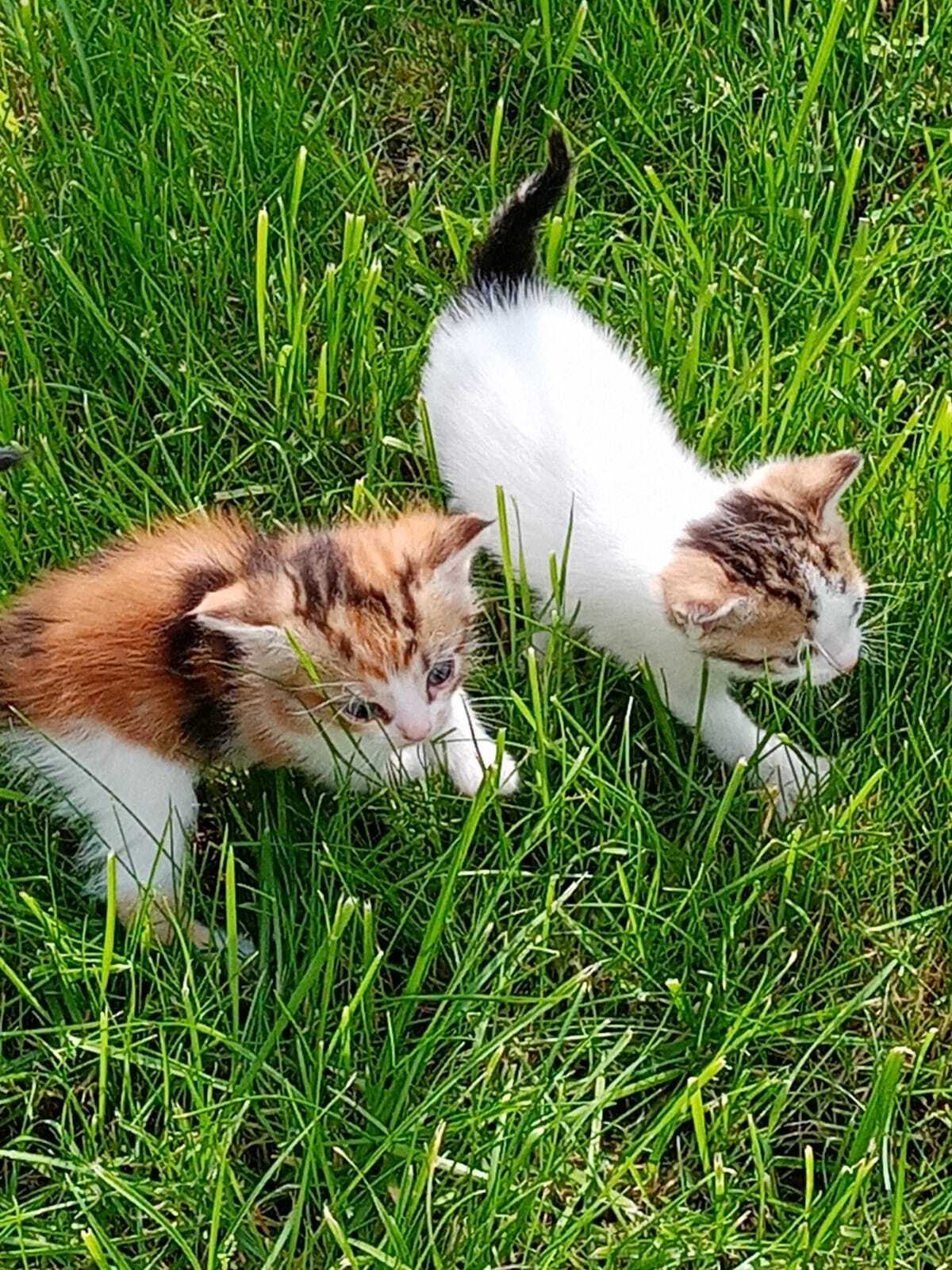 Кошка родила на даче котят. Кошку я стерилизую. ОЧЕНЬ нужен дом котятам. Им  1 месяц. СПБ и ЛО | Пикабу