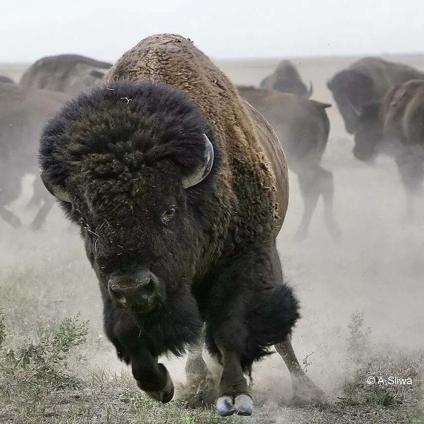 steppe bison - Buffalo, Artiodactyls, Wild animals, wildlife, National park, USA, The photo