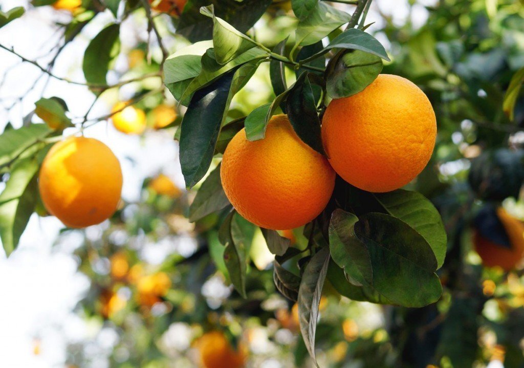 Cruel Execution of the Mandarin or Mandarin Hangman - My, Recipe, Preparation, Alcohol, Tangerines, Snack, Tincture, Longpost, Dried apricots, Apples