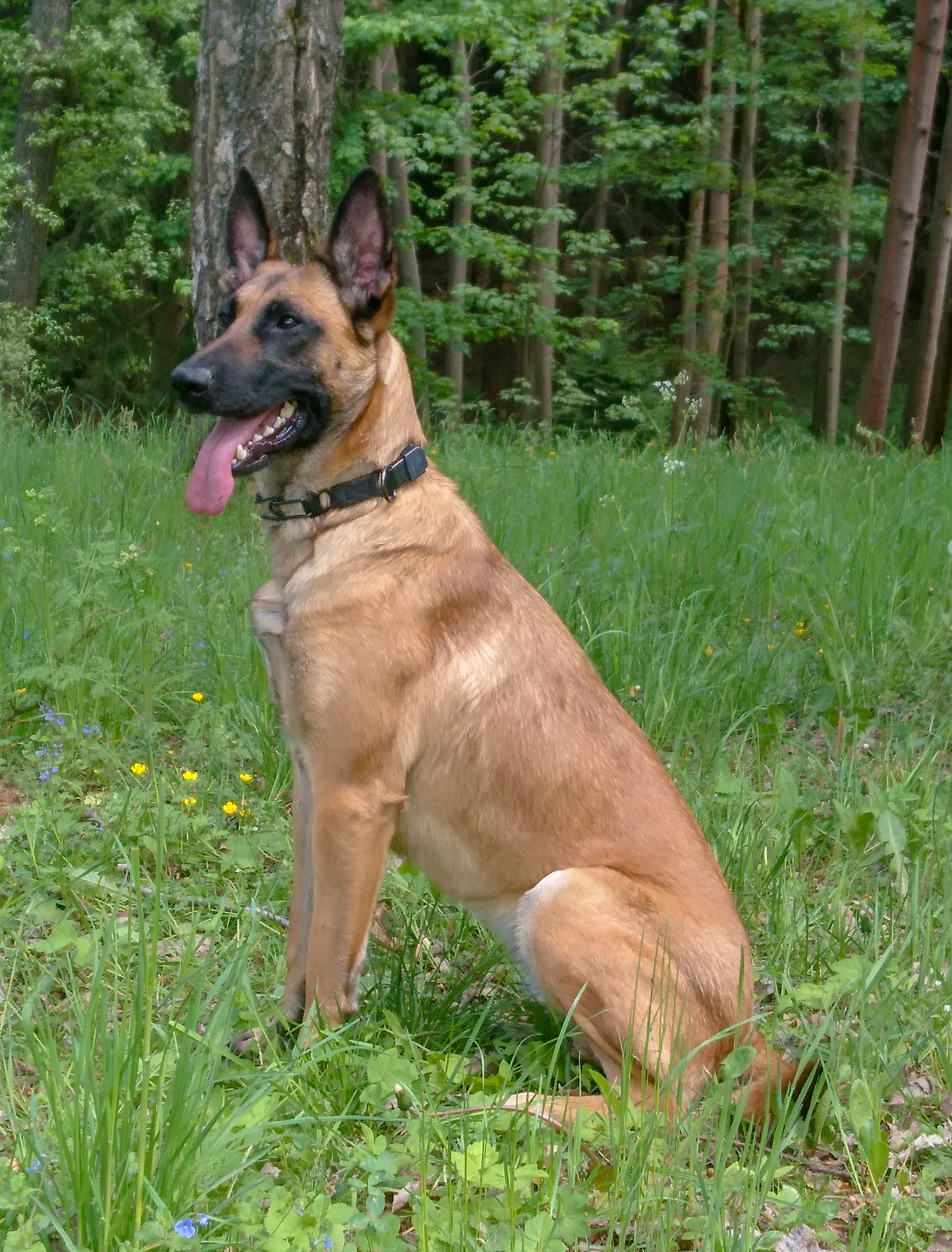 Just Fortune - My, Malinois, Dog days, Dog