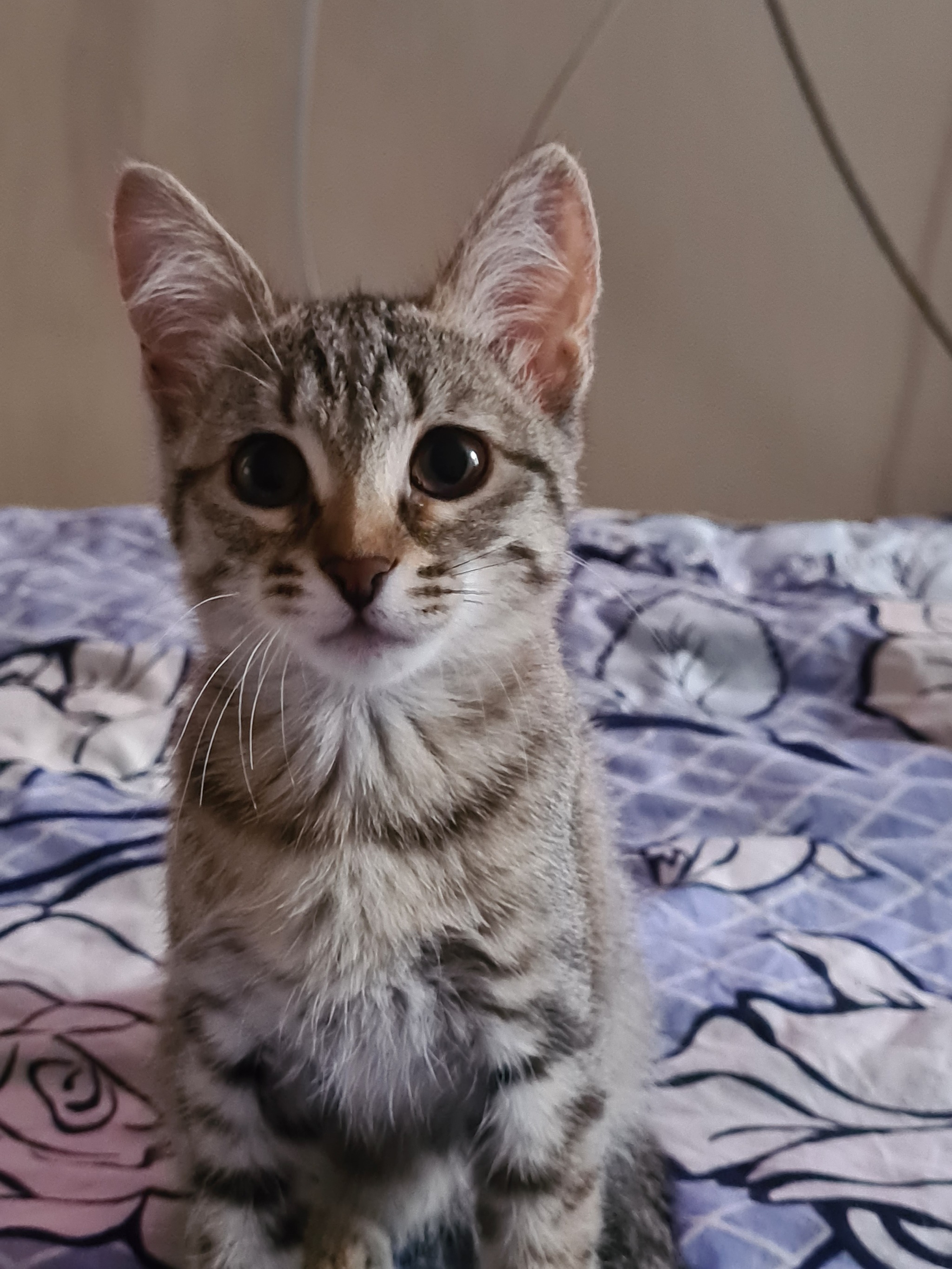 In good hands! - My, In good hands, Kittens, Saint Petersburg, Leningrad region, cat, Longpost