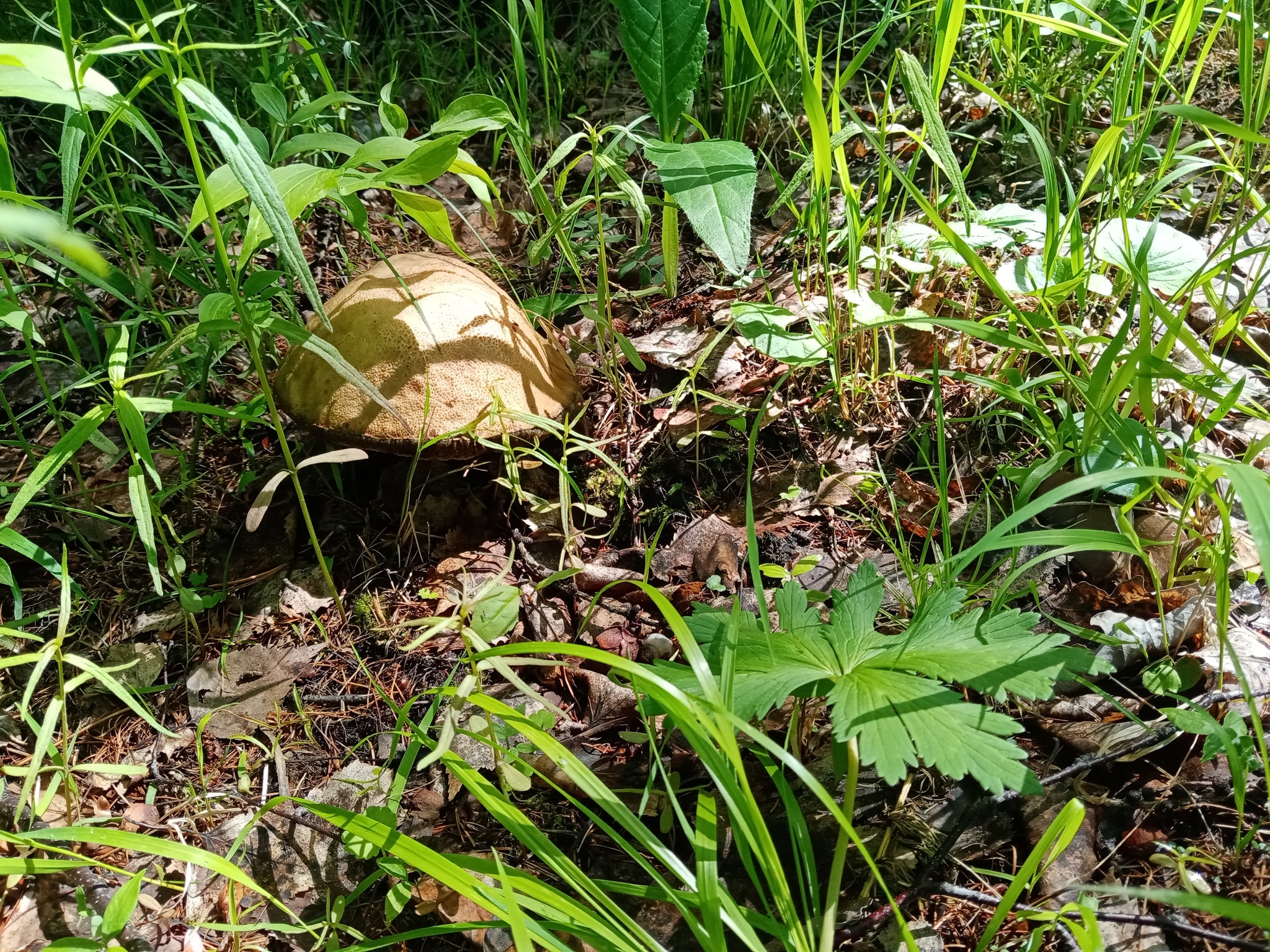 The season has started!!! - My, Silent hunt, Mushrooms, Longpost