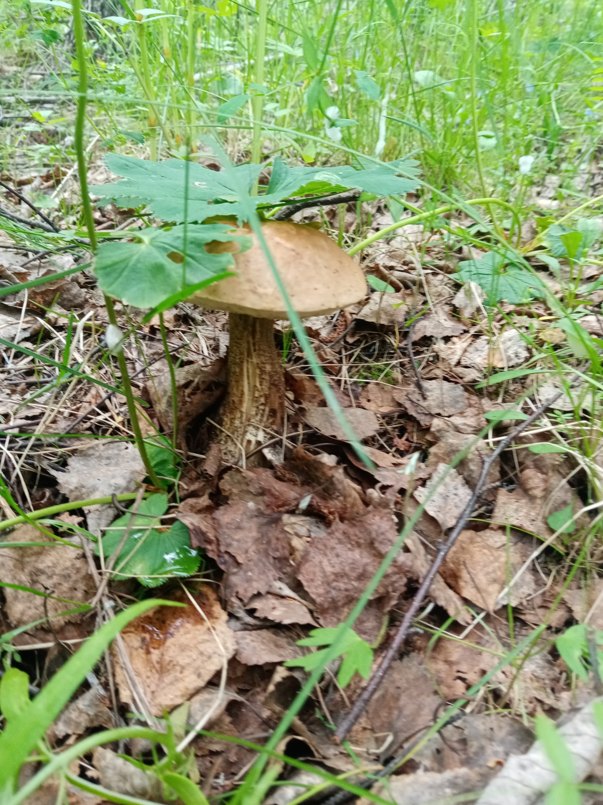 The season has started!!! - My, Silent hunt, Mushrooms, Longpost