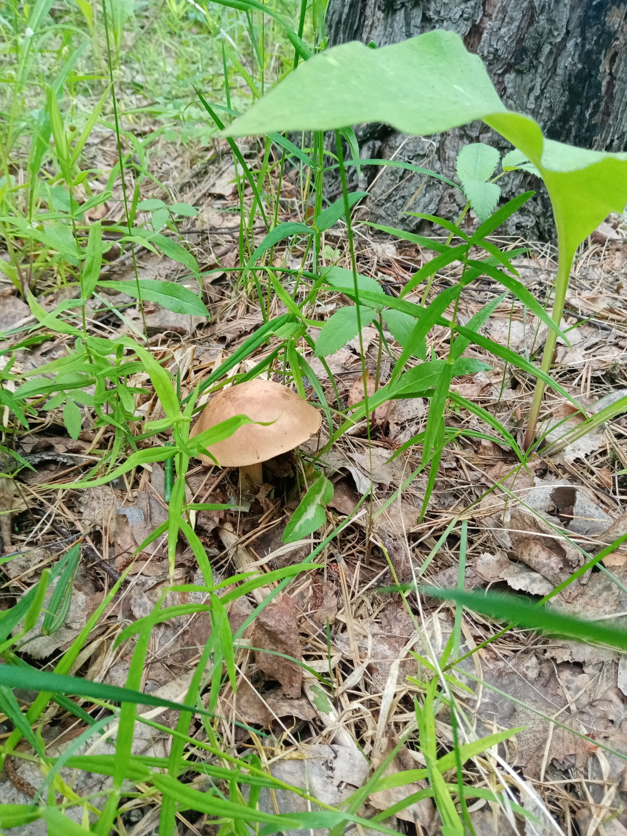 The season has started!!! - My, Silent hunt, Mushrooms, Longpost