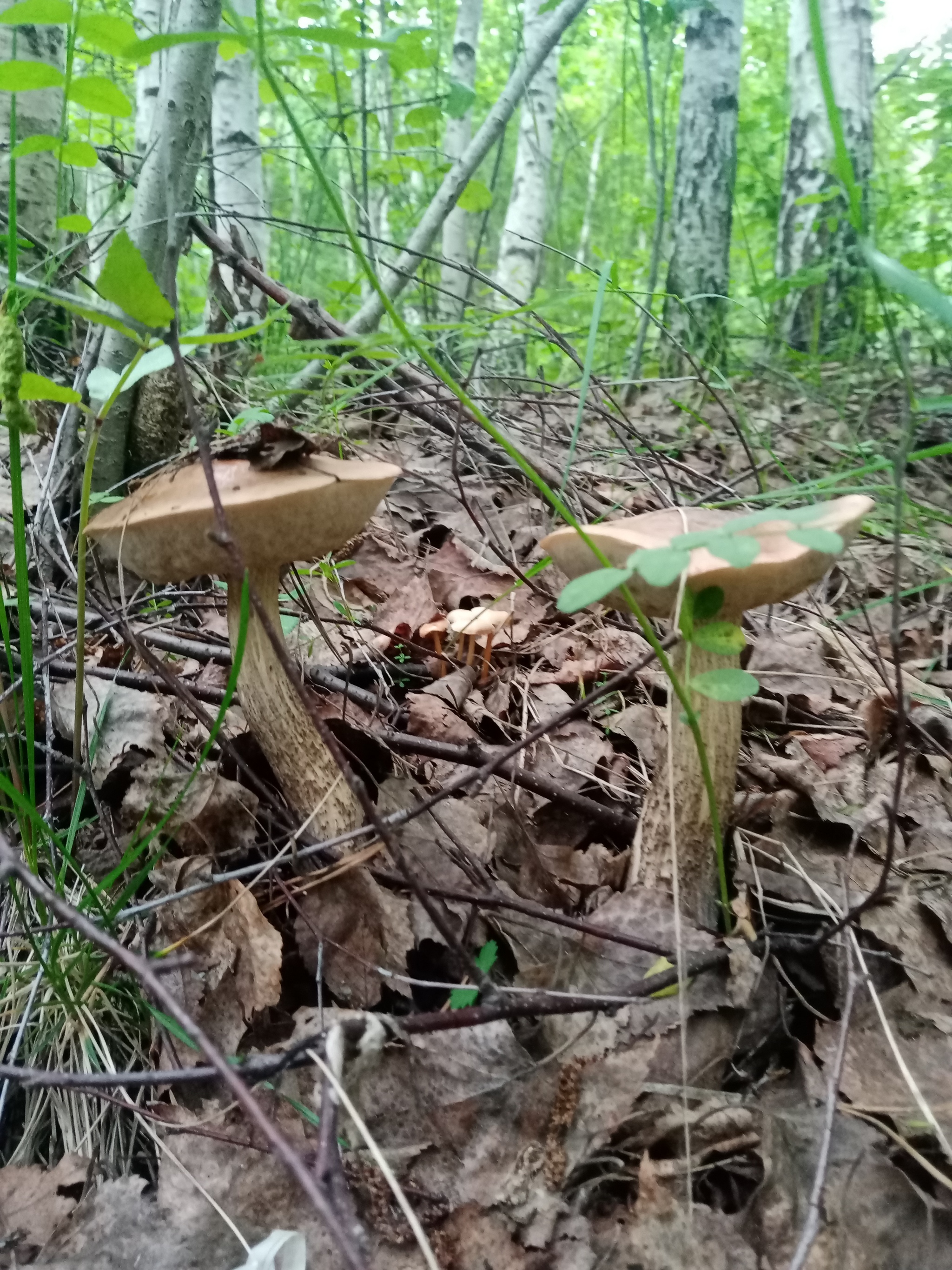 The season has started!!! - My, Silent hunt, Mushrooms, Longpost