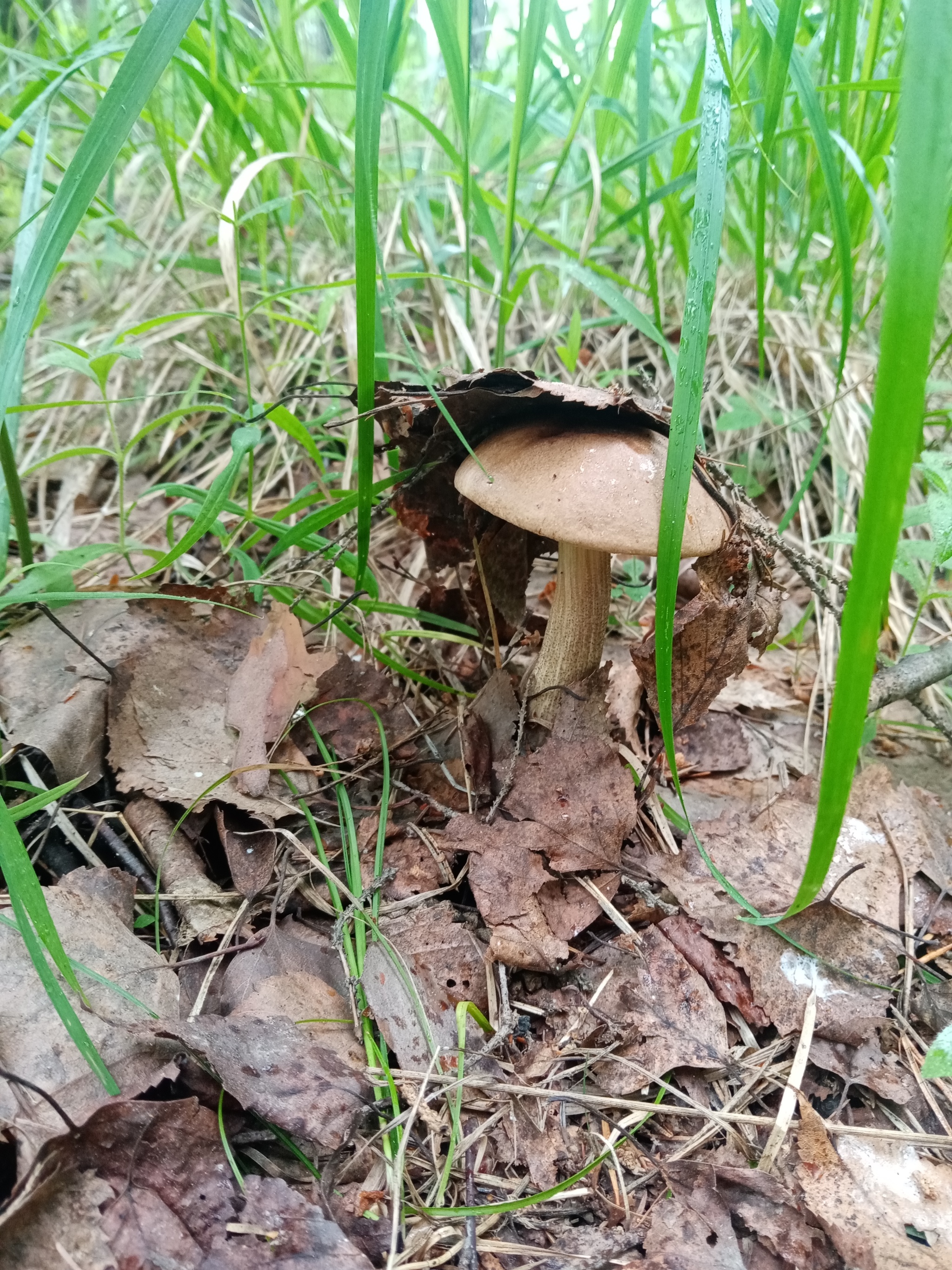 The season has started!!! - My, Silent hunt, Mushrooms, Longpost