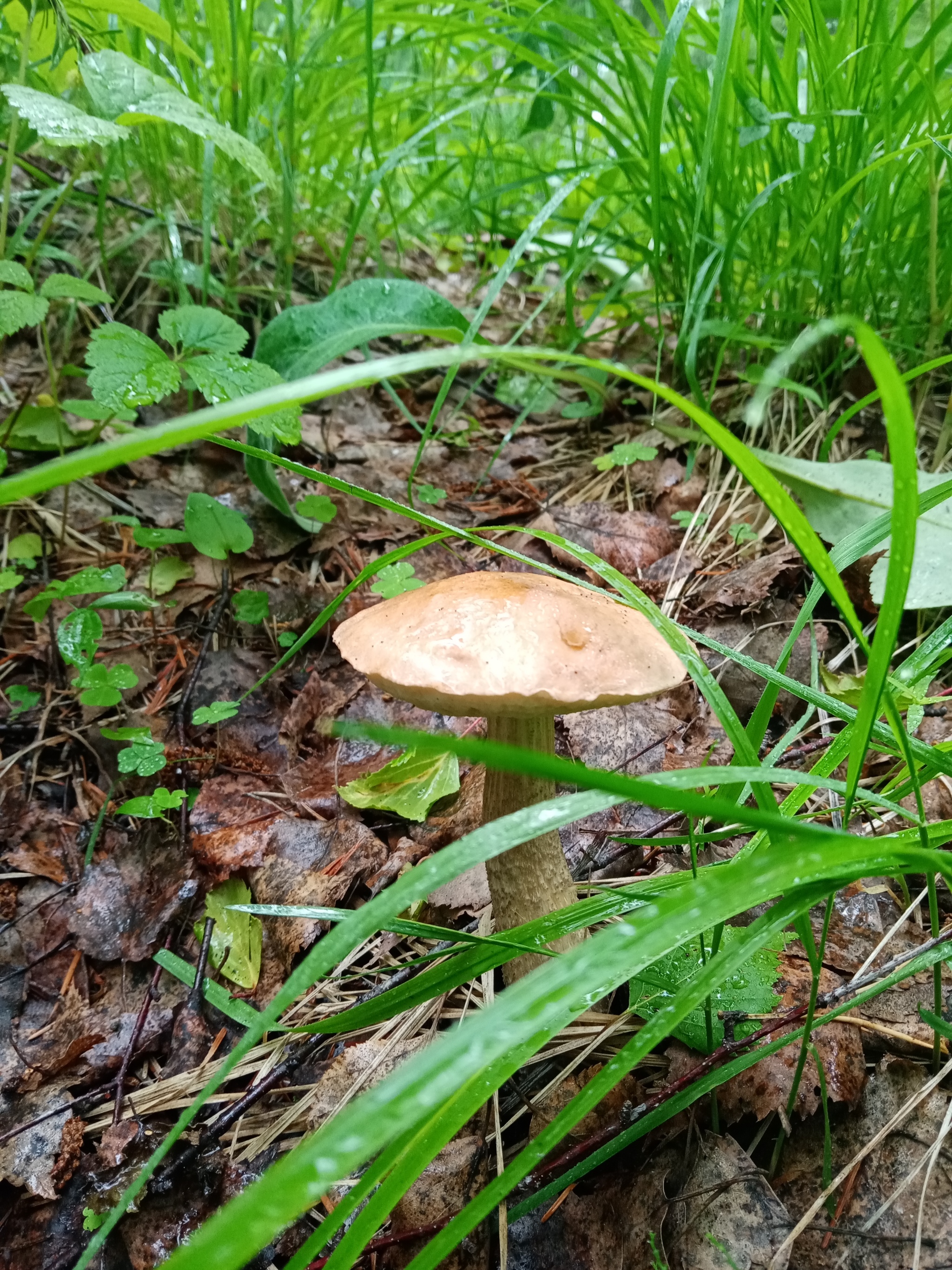 The season has started!!! - My, Silent hunt, Mushrooms, Longpost