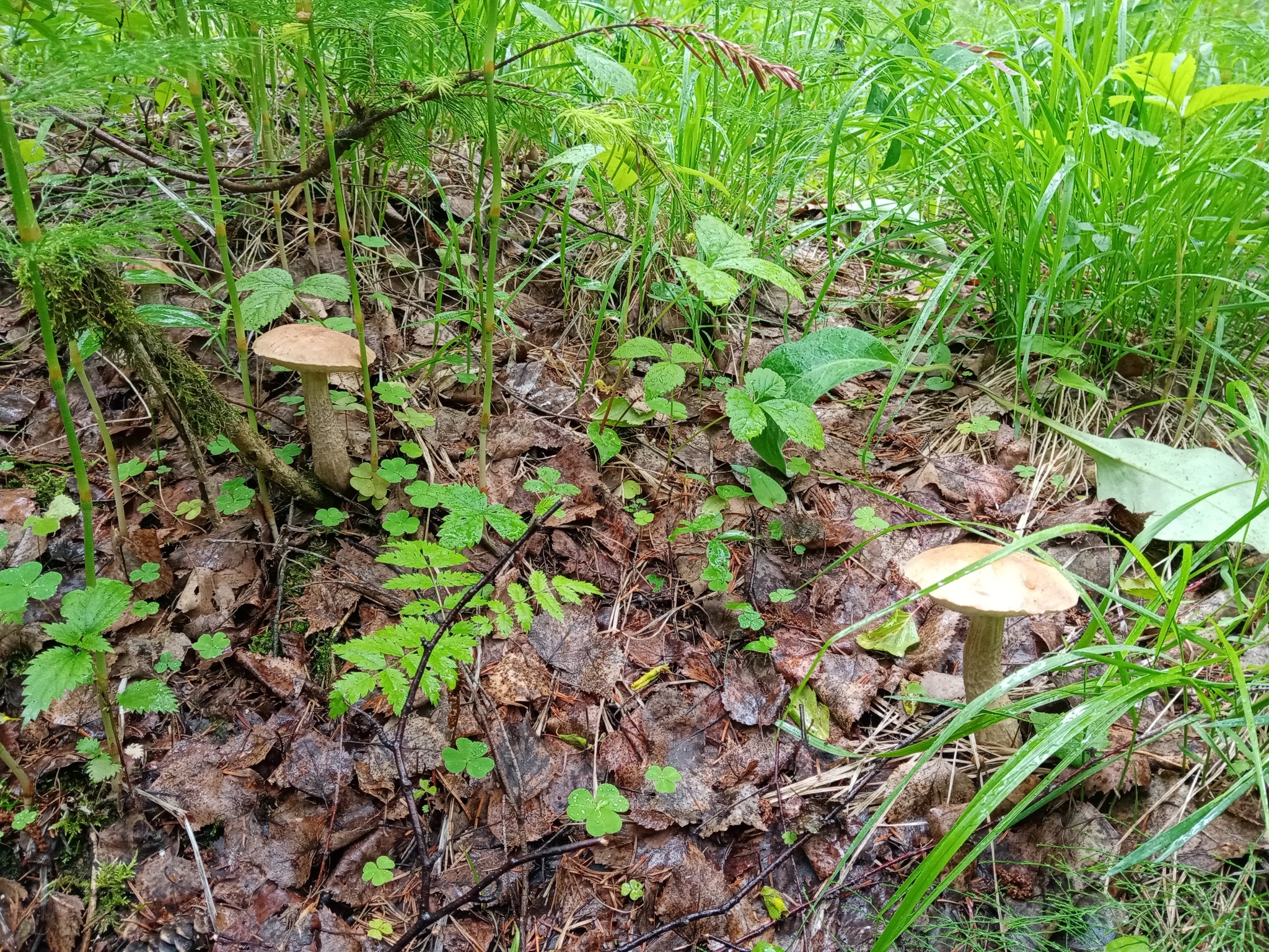 The season has started!!! - My, Silent hunt, Mushrooms, Longpost