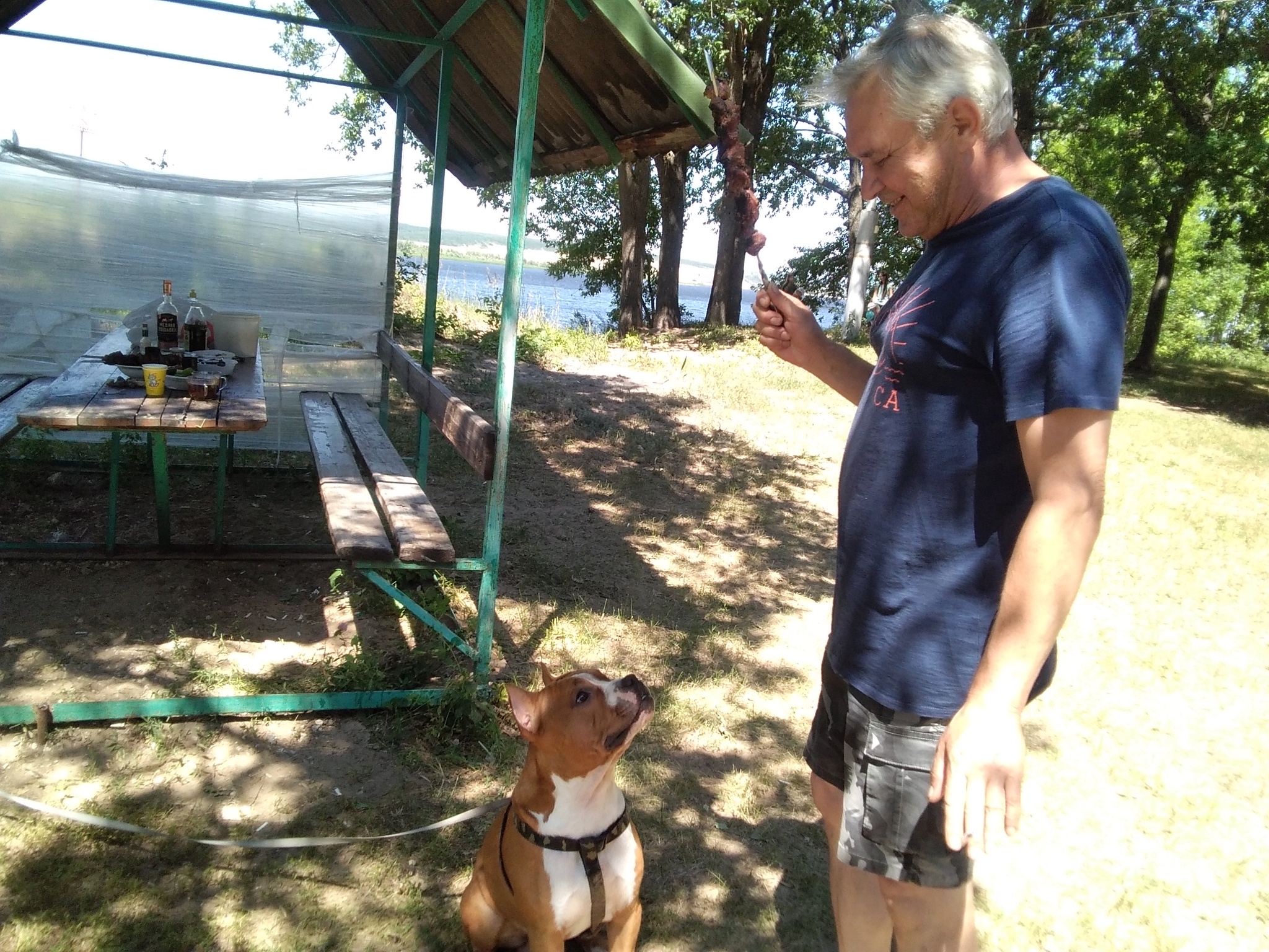 Amstaff Krosha at the camp site - Dog, Amstaff, Chalet, Camping, Pets, Longpost