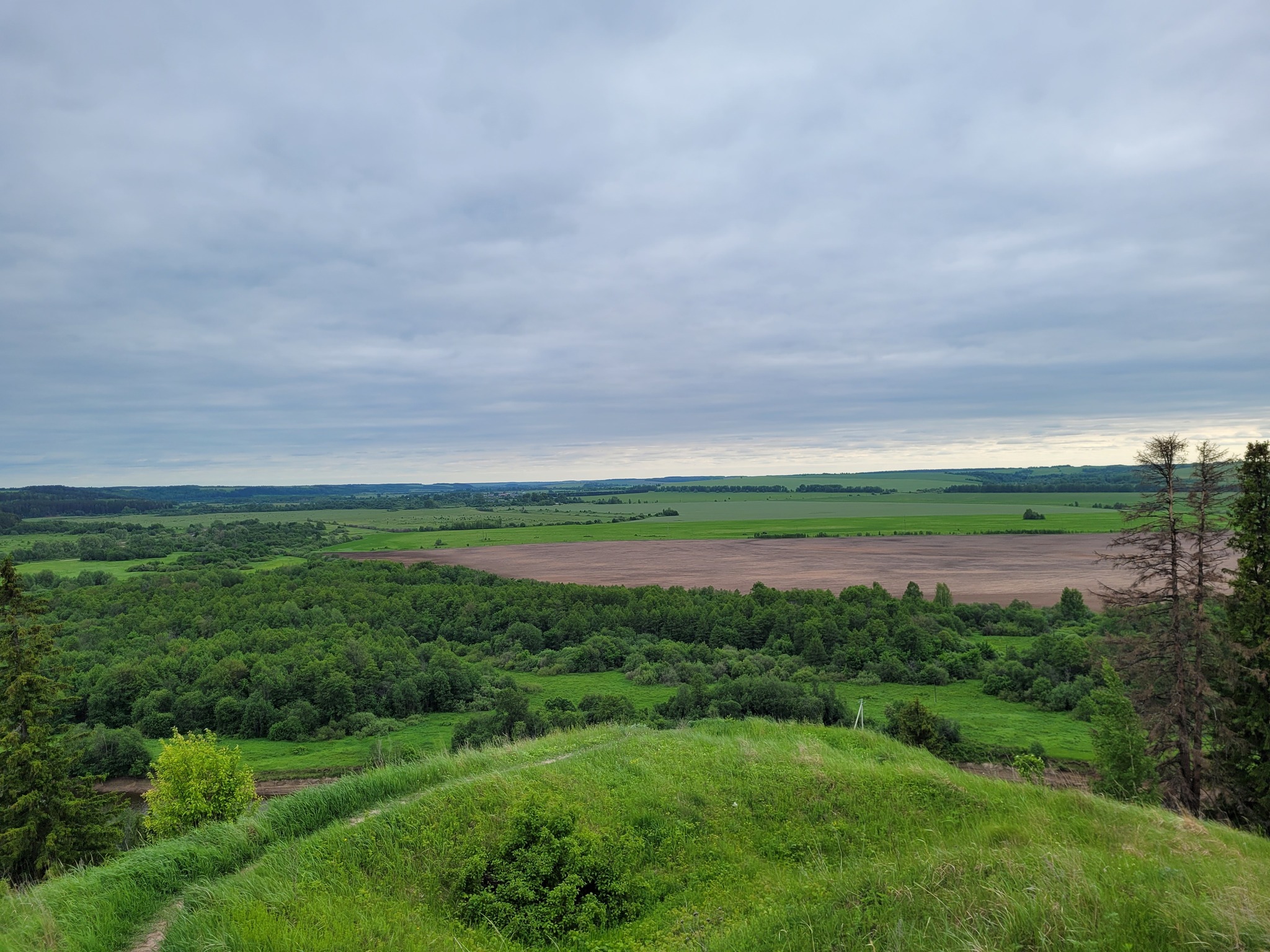 Homeland Kirov - My, Summer, Forest, Field, Uval, Longpost