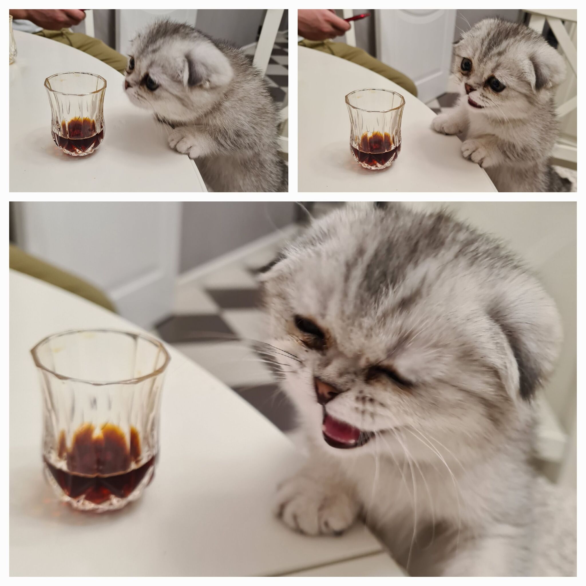 Drinking cat - grief in the family - My, cat, The photo, Collage