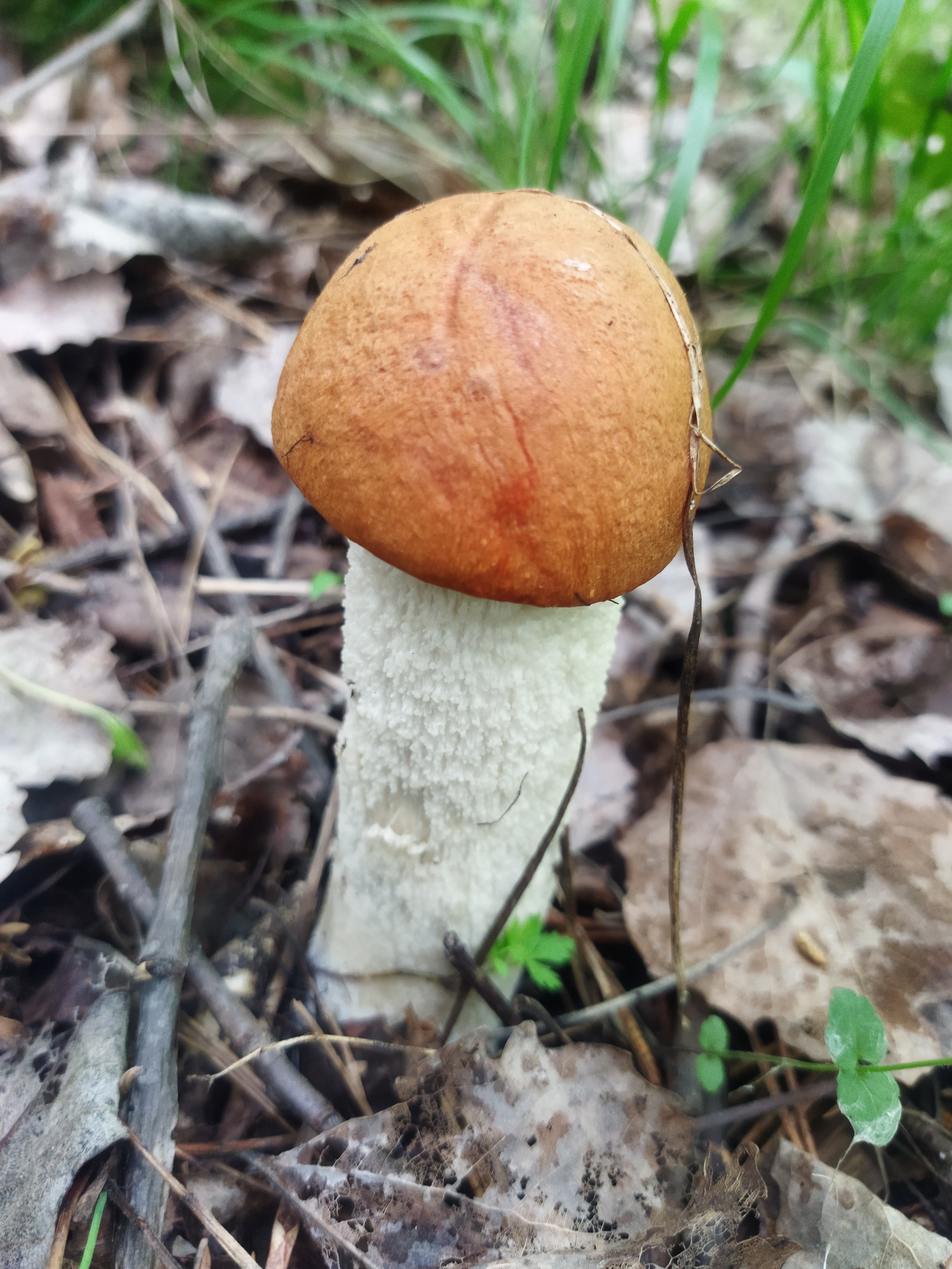 Mushroom season is open - My, Yekaterinburg, Mushrooms, Boletus, Boletus, wildlife, beauty of nature, Mobile photography, Longpost