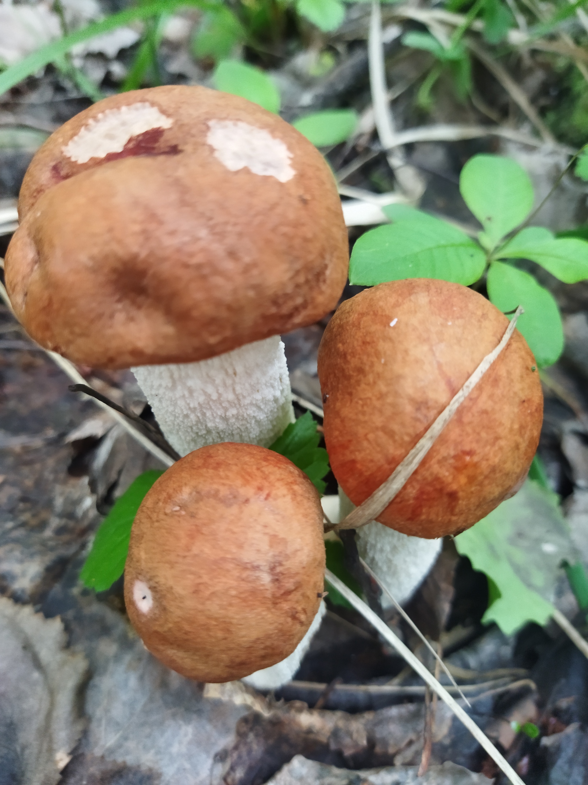 Mushroom season is open - My, Yekaterinburg, Mushrooms, Boletus, Boletus, wildlife, beauty of nature, Mobile photography, Longpost