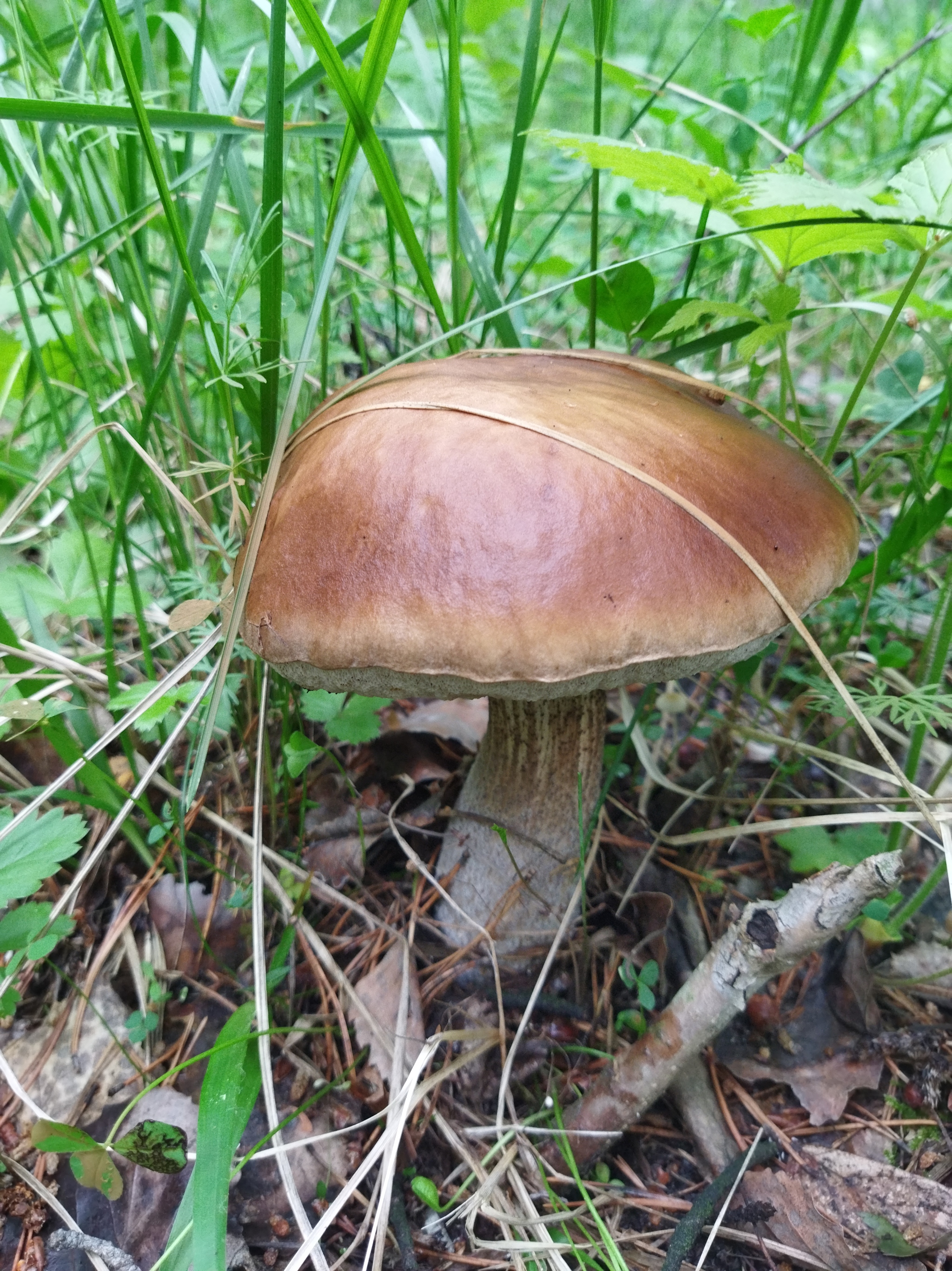 Mushroom season is open - My, Yekaterinburg, Mushrooms, Boletus, Boletus, wildlife, beauty of nature, Mobile photography, Longpost