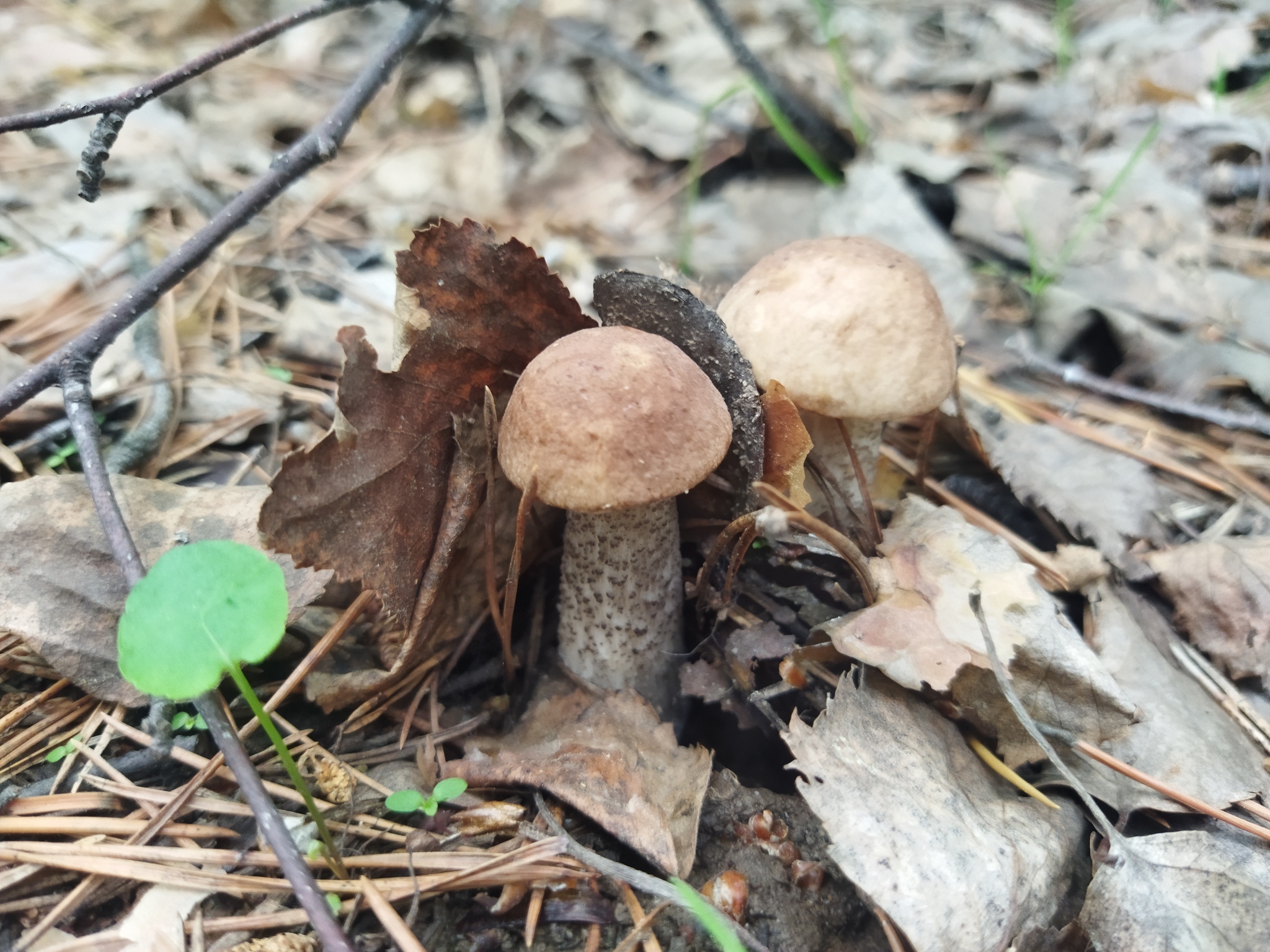 Mushroom season is open - My, Yekaterinburg, Mushrooms, Boletus, Boletus, wildlife, beauty of nature, Mobile photography, Longpost