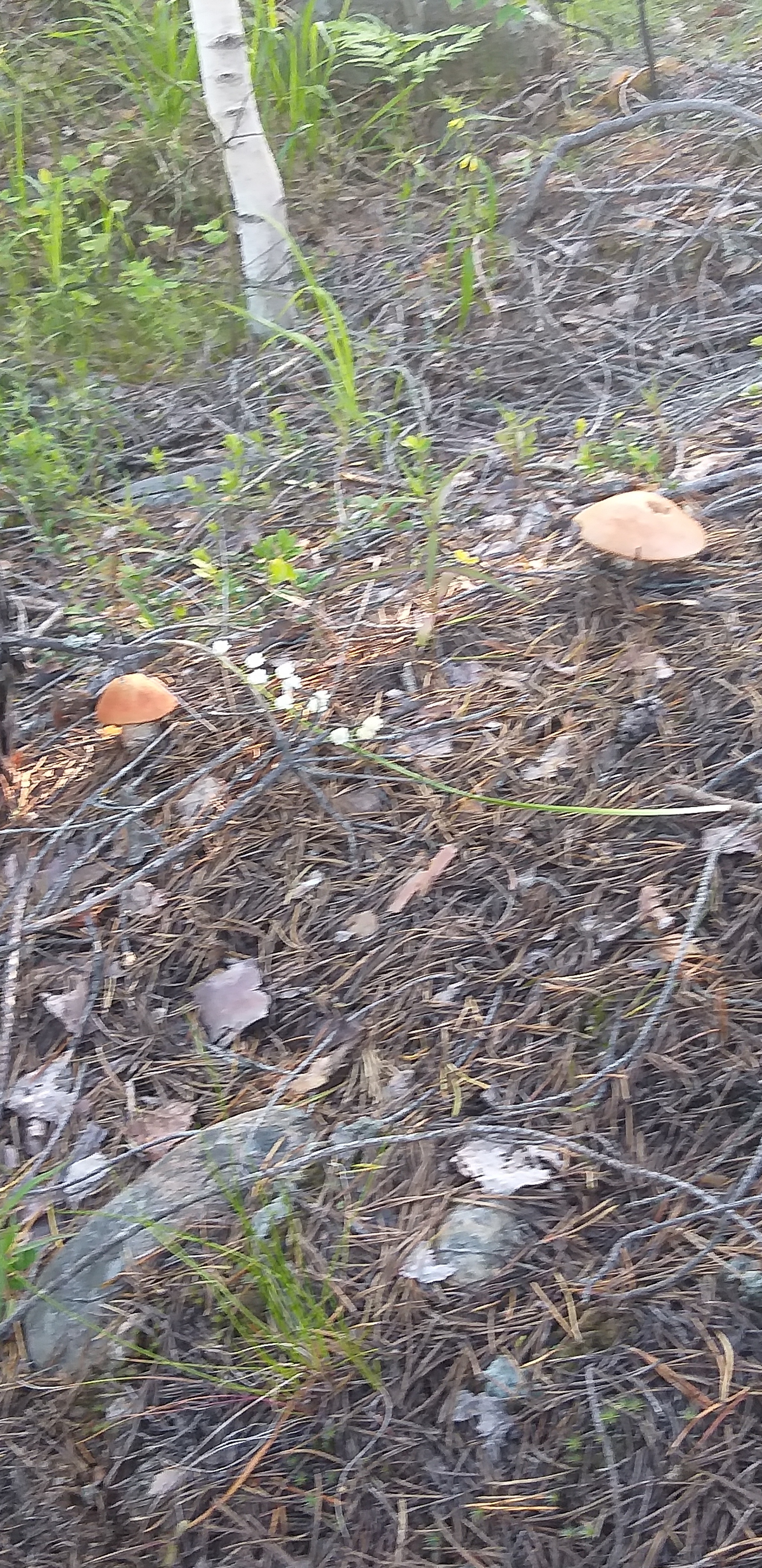 The very first - My, Mushrooms, Forest