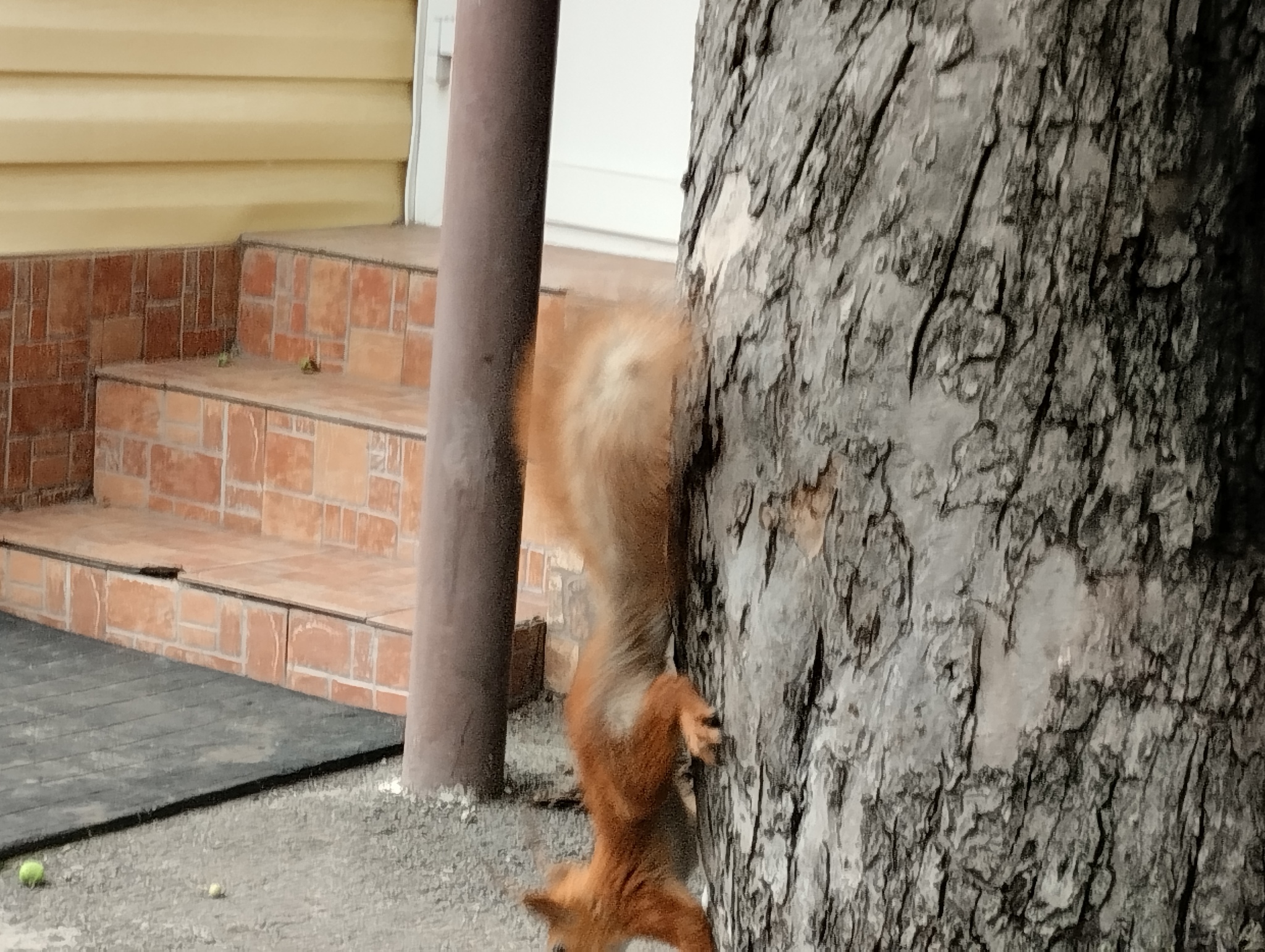 The squirrel has come - My, Squirrel, Suddenly, Photo on sneaker, Longpost