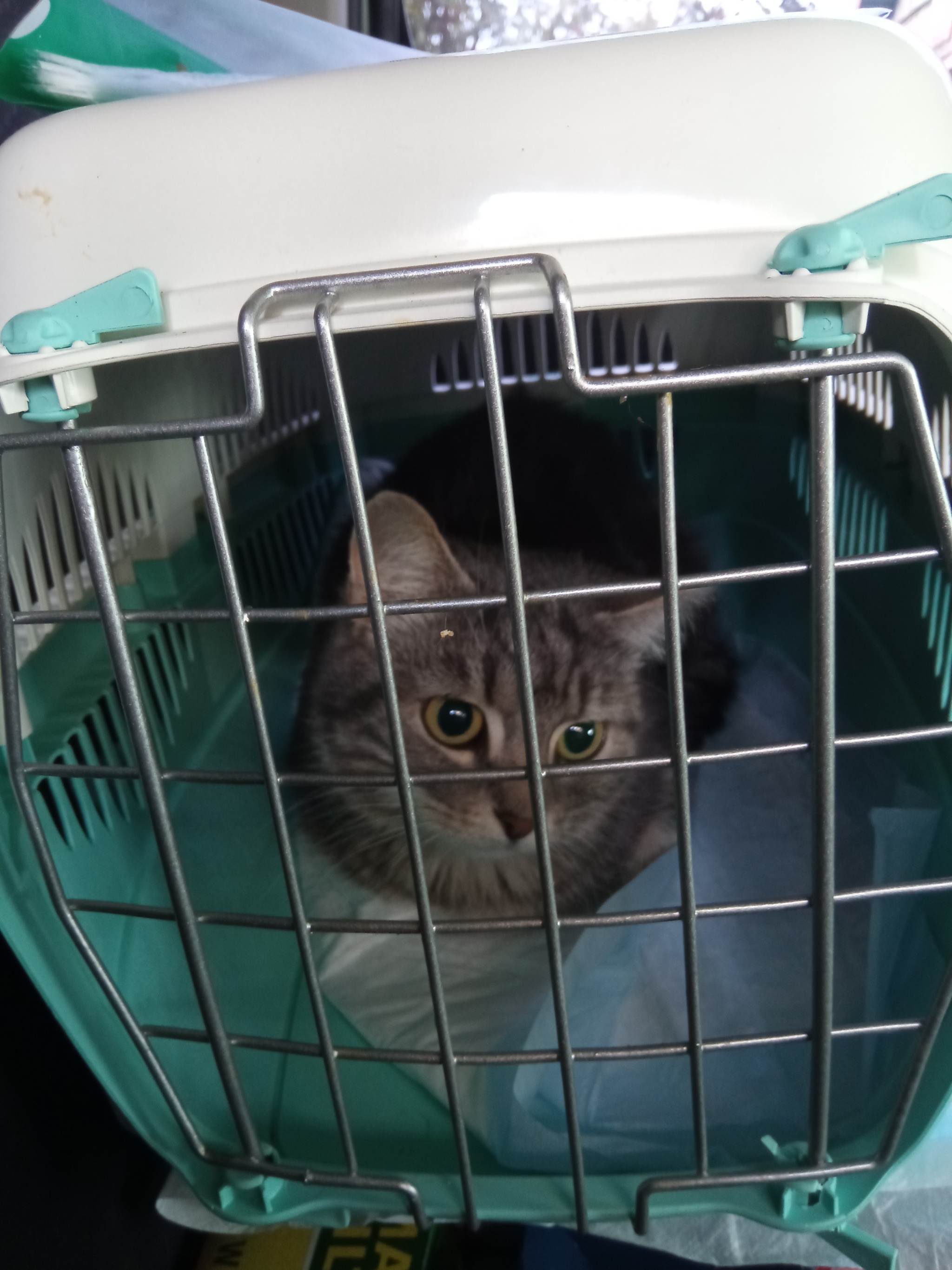 Continuation of the post “I continue to treat the domestic cat Musya, which was attacked by the owner's dog. - My, cat, Injury, Animal Rescue, Veterinary, Reply to post