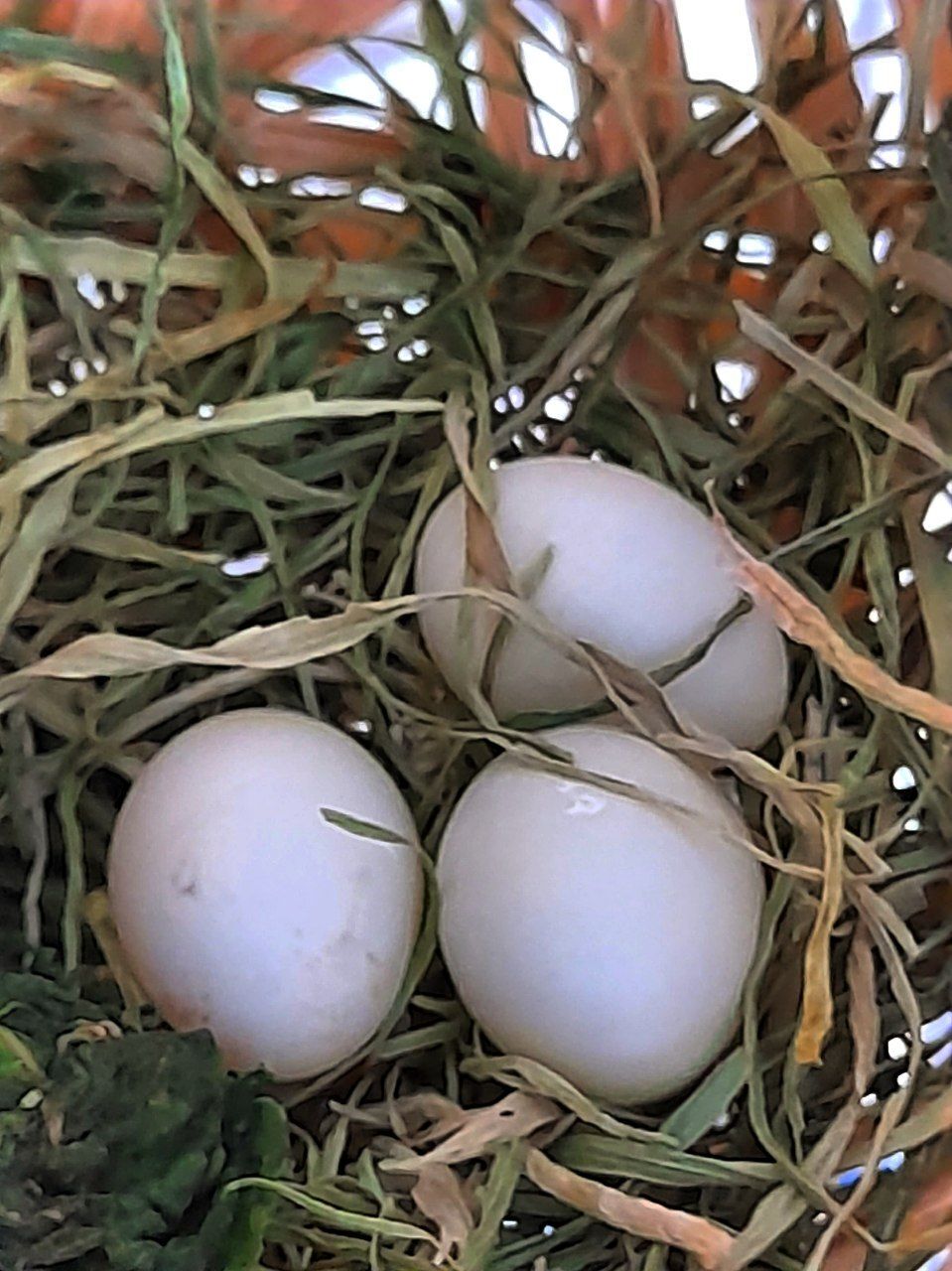 Amadin eggs-3 - My, Amadines, Zebra amadins, Bird watching, Nest, Eggs, Mobile photography, Reproduction