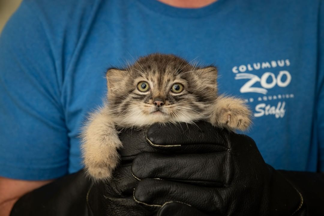 Manulyat kittens - Pallas' cat, Small cats, Kittens, Milota, Longpost, The photo, Cat family, Predatory animals, Wild animals