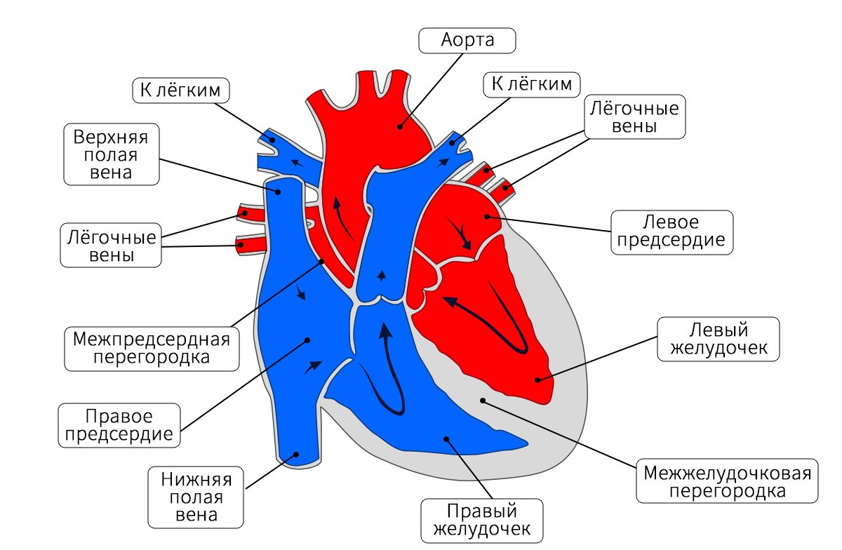 Строение сердца млекопитающих. Структура сердца схема. Сердце млекопитающих схема. Структура сердца млекопитающих. Предсердие у животных