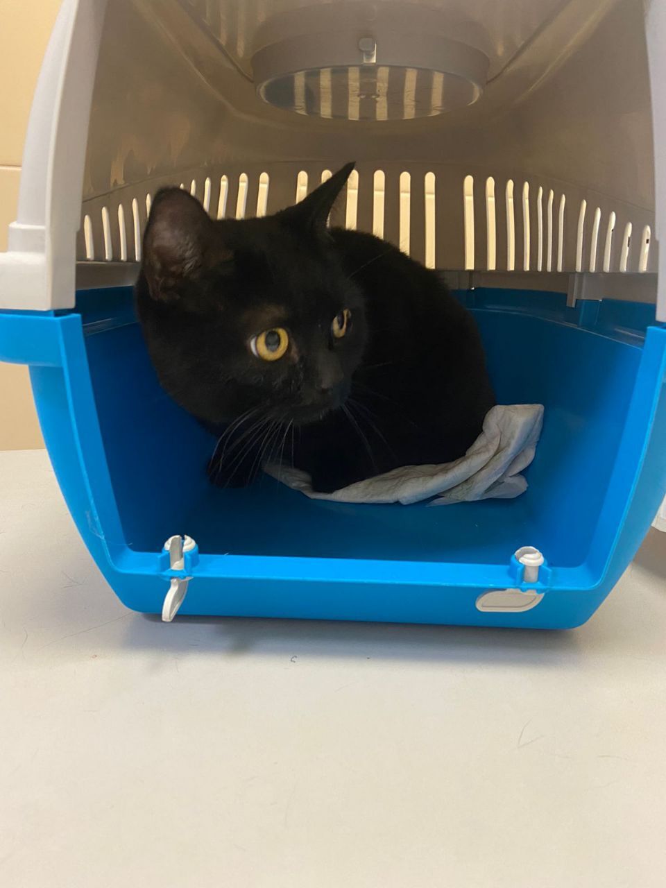 Continuation of the post “Cat Vasya was thrown into the clinic with a note (allergy). - My, Animal Rescue, cat, In good hands, Saint Petersburg, Leningrad region, No rating, The strength of the Peekaboo, Video, Vertical video, Reply to post, Longpost