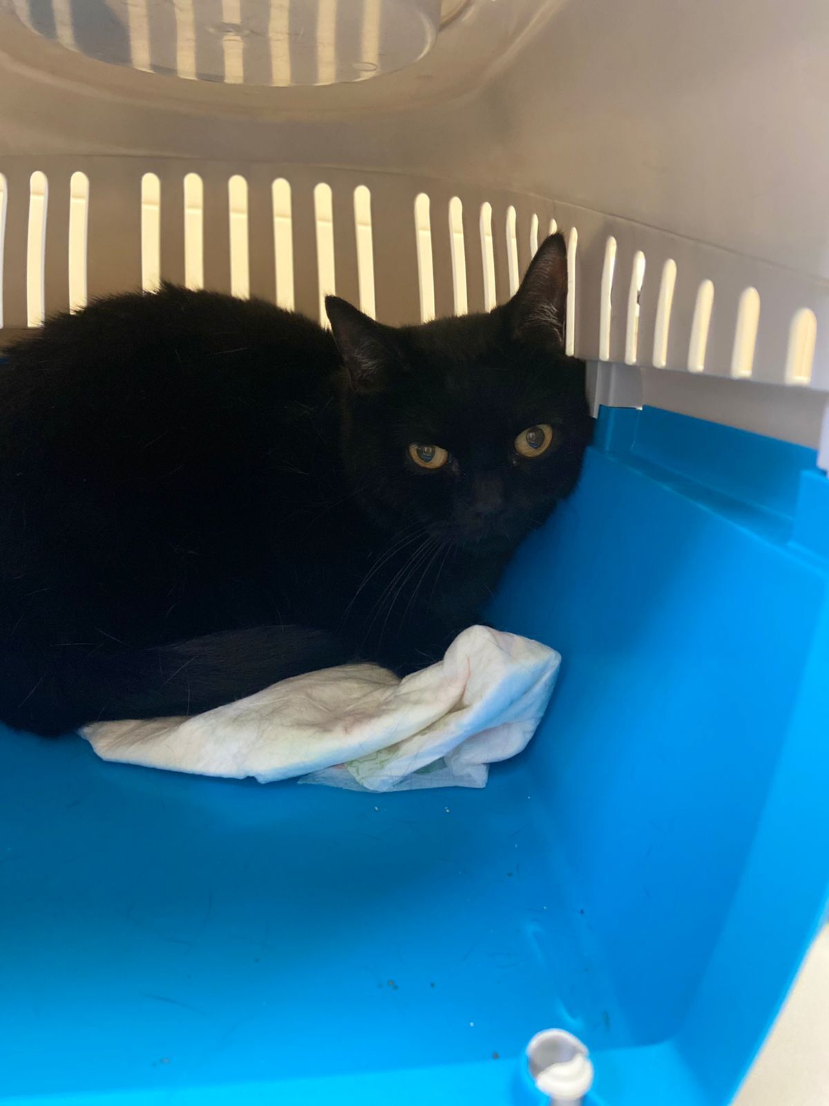 Continuation of the post “Cat Vasya was thrown into the clinic with a note (allergy). - My, Animal Rescue, cat, In good hands, Saint Petersburg, Leningrad region, No rating, The strength of the Peekaboo, Video, Vertical video, Reply to post, Longpost