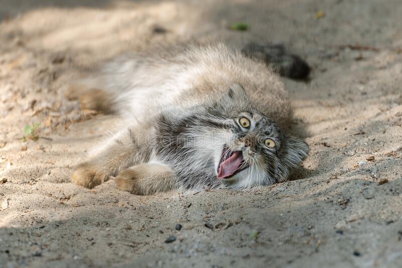 186 manuls - Pallas' cat, Pet the cat, Small cats, Cat family, Wild animals, Predatory animals