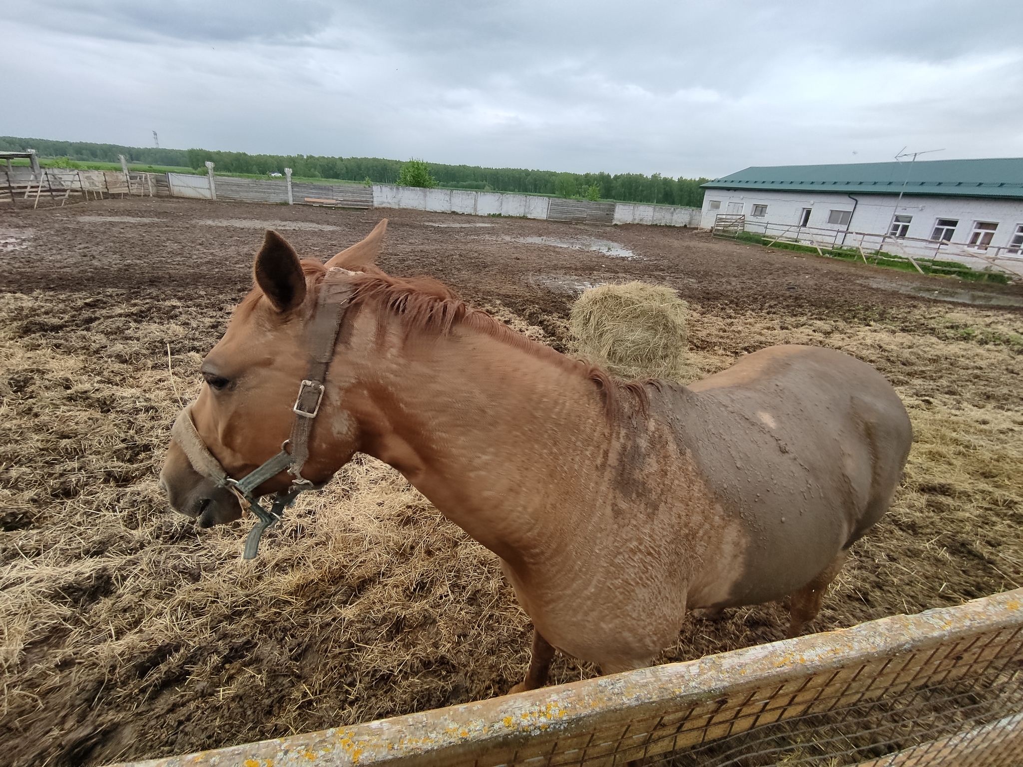 Just - My, Horses, Horseback riding, Horseback Riding, beauty, Longpost, The photo