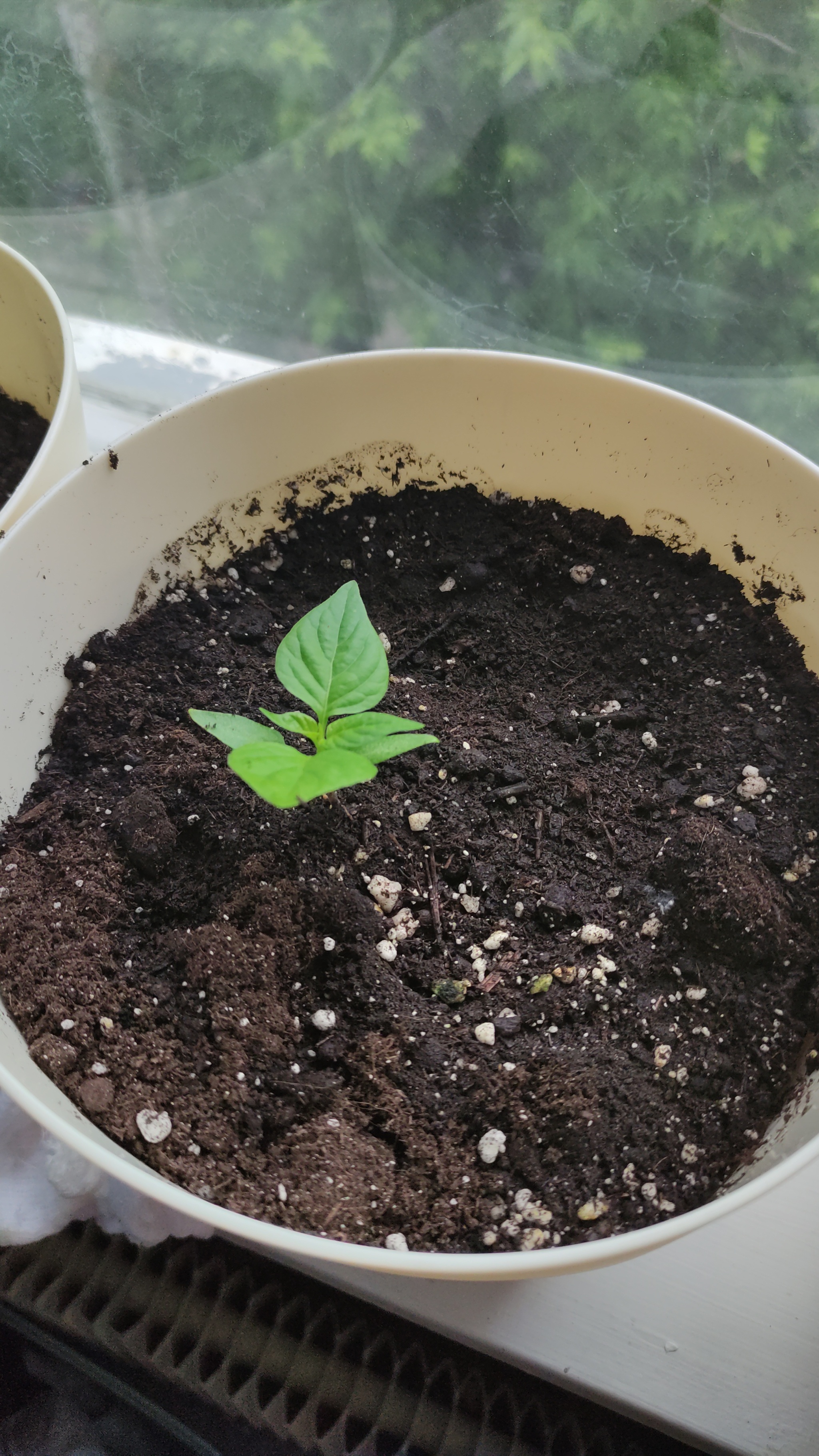 Seedling - My, Hot peppers, Seedling, Longpost