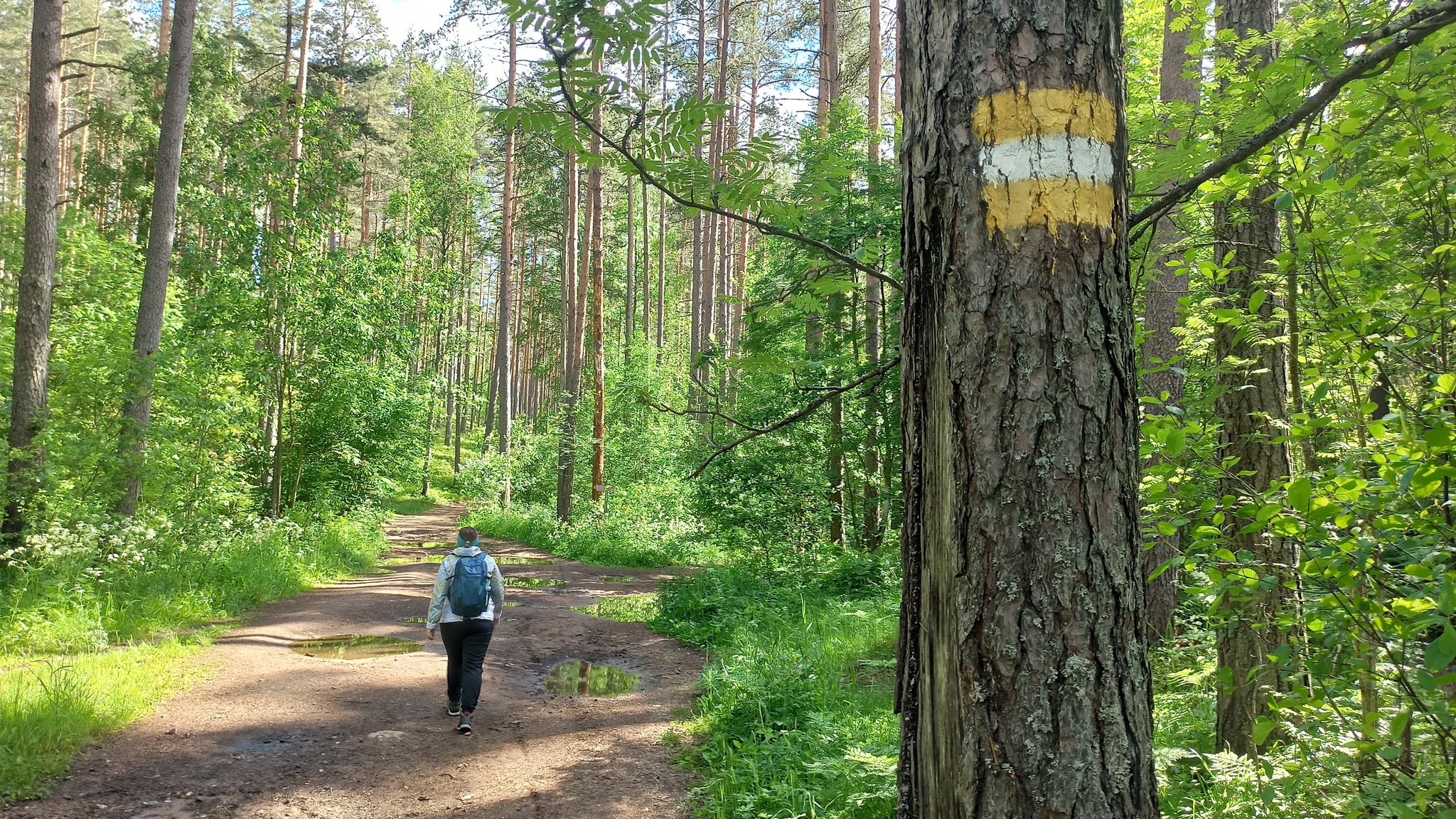 Hiking story #6: Varamanselka ridge ecological route (Petajarvi route) - My, Tracking, Hiking, Walk in the woods, Saint Petersburg, Leningrad region, Reserves and sanctuaries, Pa, Hydroelectric power station, Longpost