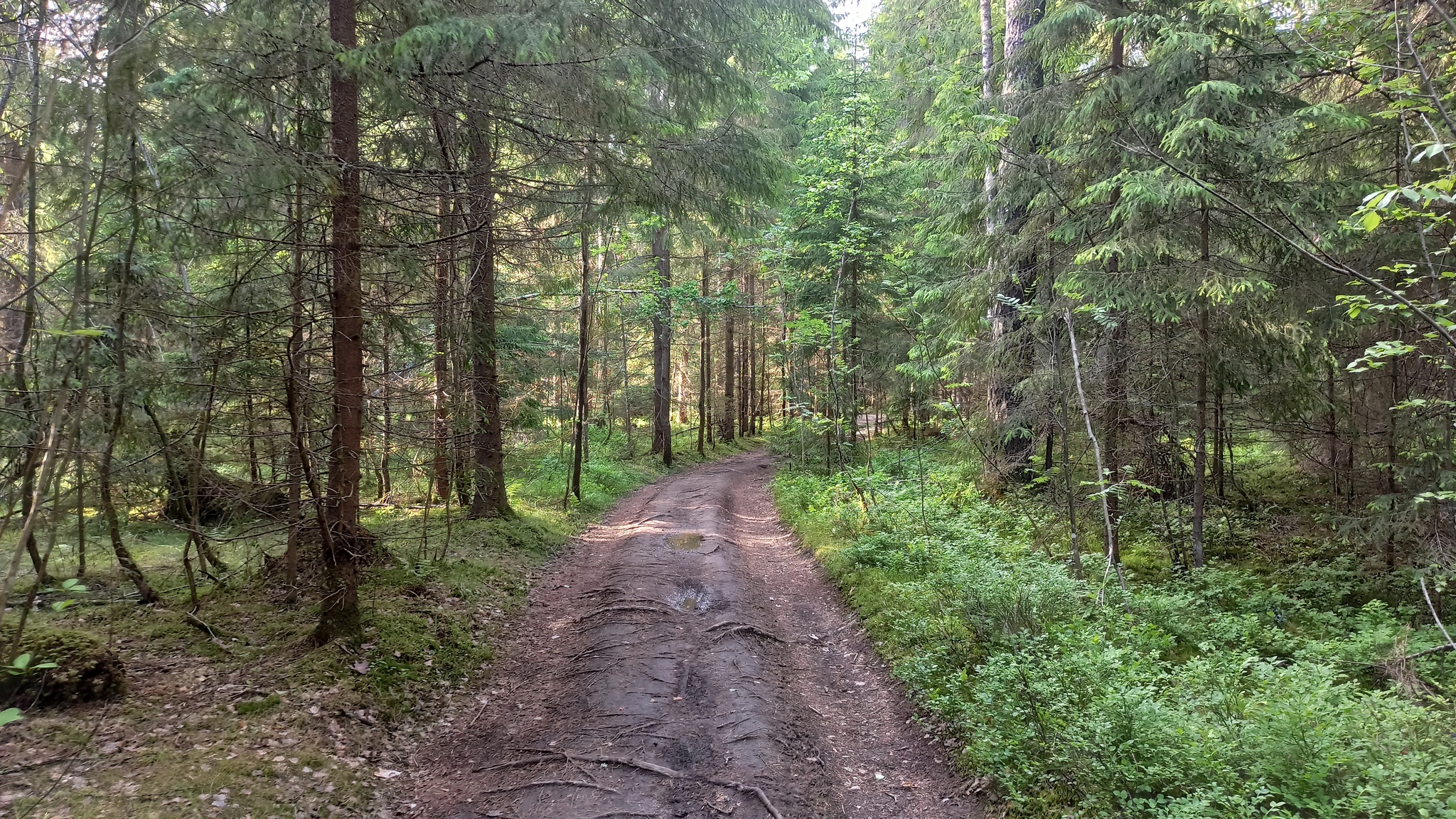 Hiking story #6: Varamanselka ridge ecological route (Petajarvi route) - My, Tracking, Hiking, Walk in the woods, Saint Petersburg, Leningrad region, Reserves and sanctuaries, Pa, Hydroelectric power station, Longpost