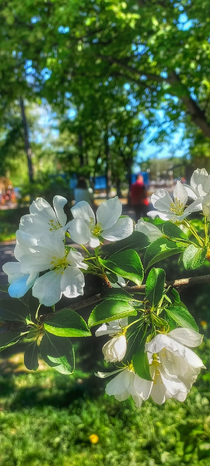 Елизово. Камчатский край - Моё, Фотография, Мобильная фотография, Начинающий фотограф, Елизово, Камчатка, Лето, Длиннопост